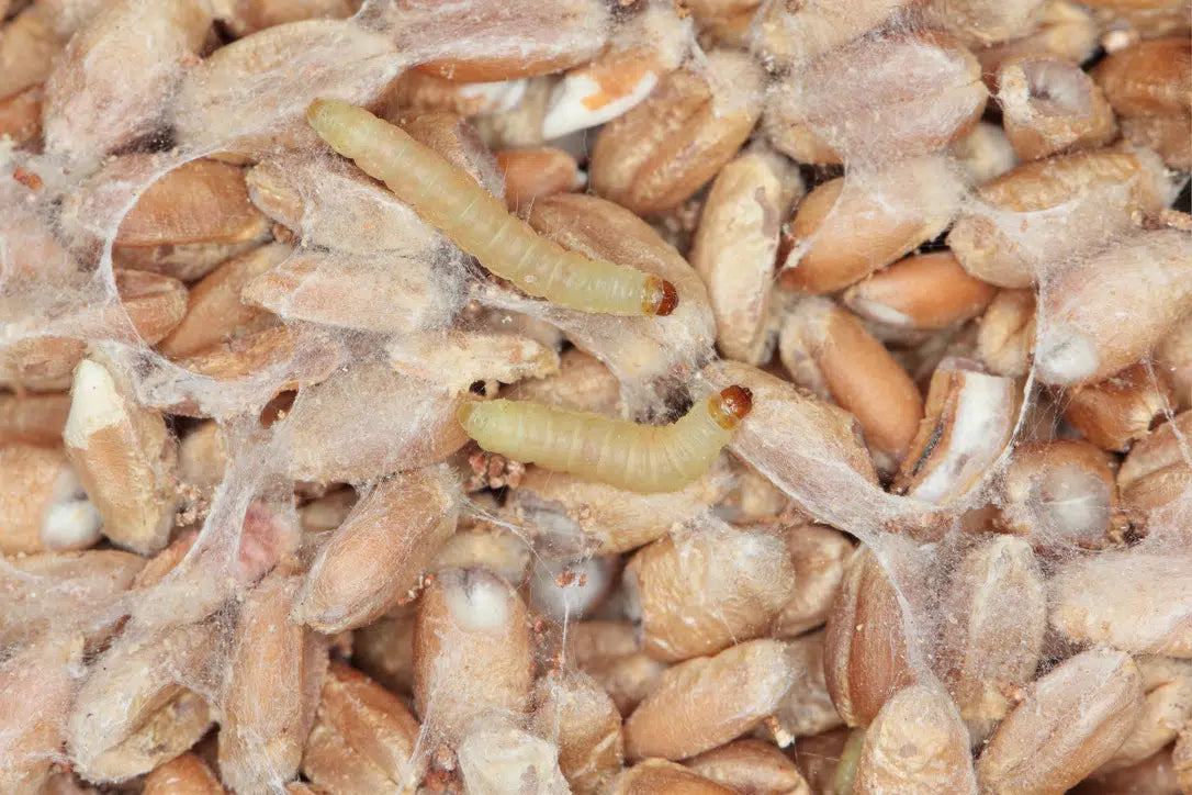 Dörrobstmotte bekämpfen: Gespinste und Larven in Vorräten erkennen