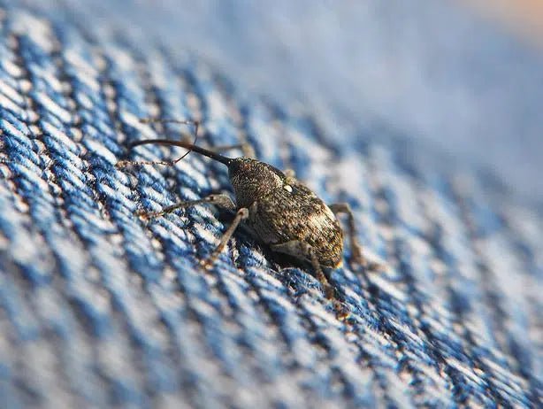 Schutz vor Apfelblütenstechern: Natürliche und Effektive Lösungen - Green Guardia - Ihr Experte für Schädlinge und Pflanzen