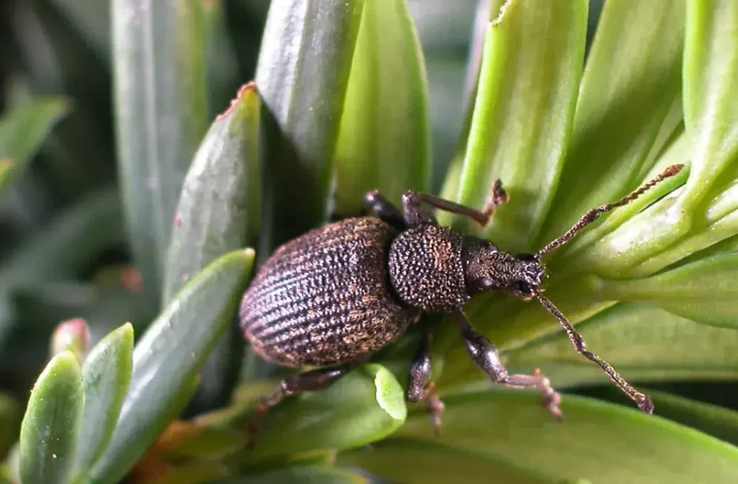 Schutz vor Dickmaulrüsslern: Natürliche und Umweltfreundliche Methoden zur Bekämpfung - Green Guardia - Ihr Experte für Schädlinge und Pflanzen
