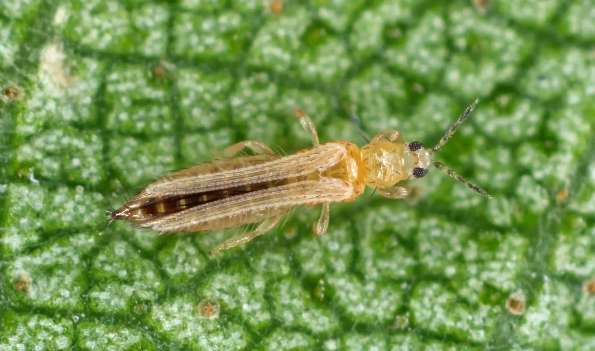 Thripse an Pflanzen erkennen und natürlich schützen