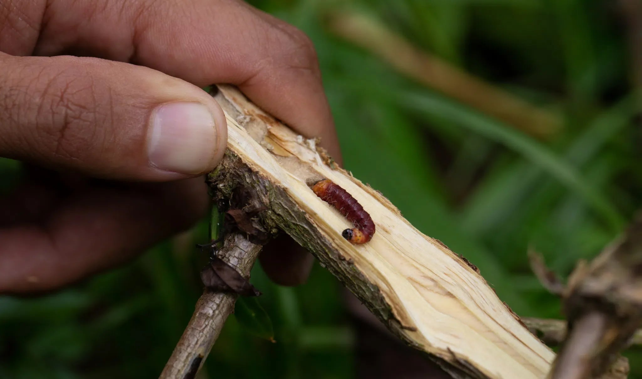 Wurzelbohrer bekämpfen: Natürliche und nachhaltige Lösungen für Ihren Garten - Green Guardia - Ihr Experte für Schädlinge und Pflanzen
