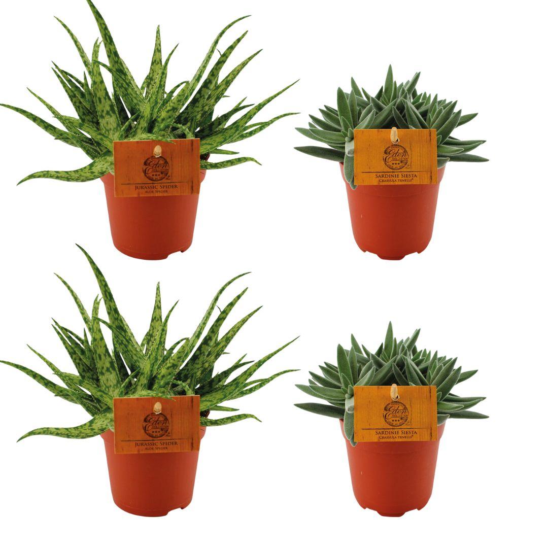 2x Aloe ‘Spider’ & 2x Crassula tenelli – 4 Pflanzen – 10,5 cm Topf, 10 cm hoch - Green Guardia - Ihr Experte für Schädlinge und Pflanzen