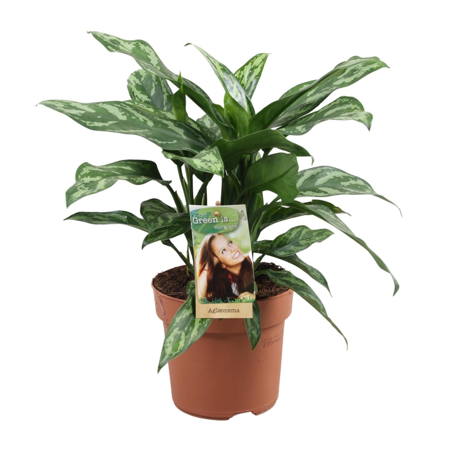 Aglaonema – Kolbenfaden - verschieden Farben - 35 - 80 cm - Green Guardia - Ihr Experte für Schädlinge und Pflanzen