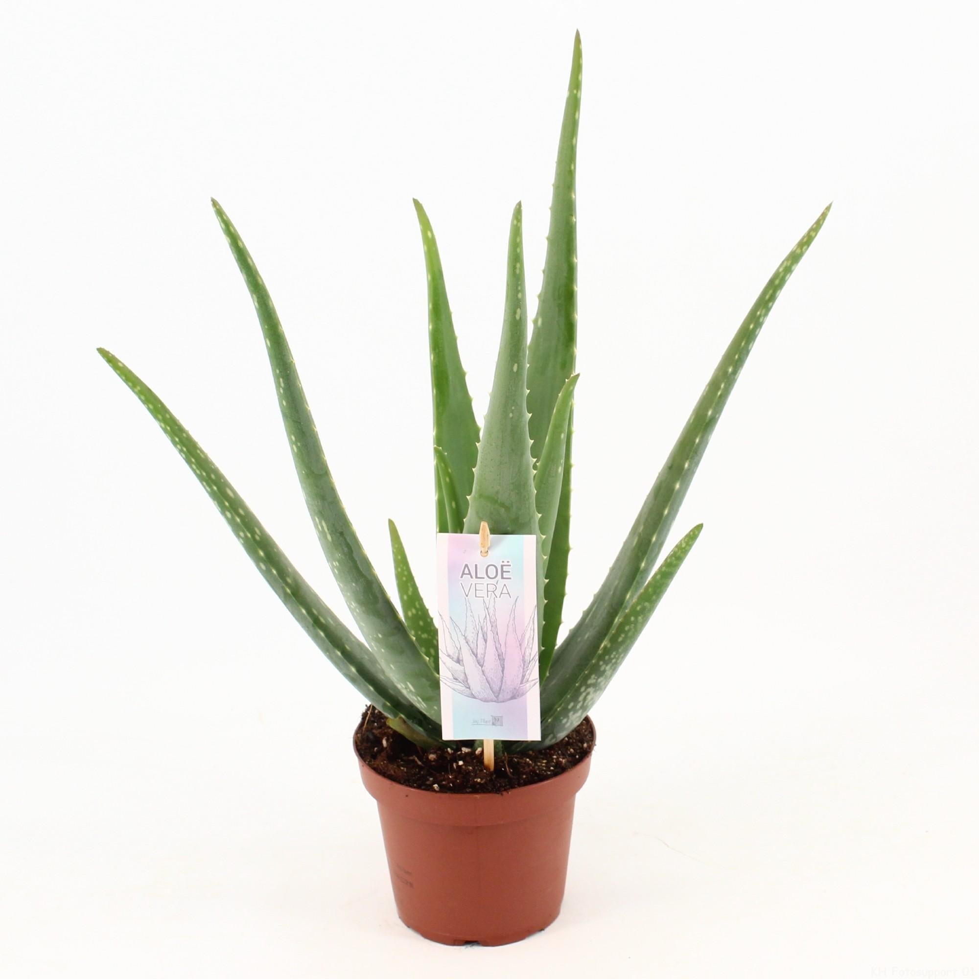 Aloe Vera – Echte Aloe - 40 - 70 cm - Green Guardia - Ihr Experte für Schädlinge und Pflanzen