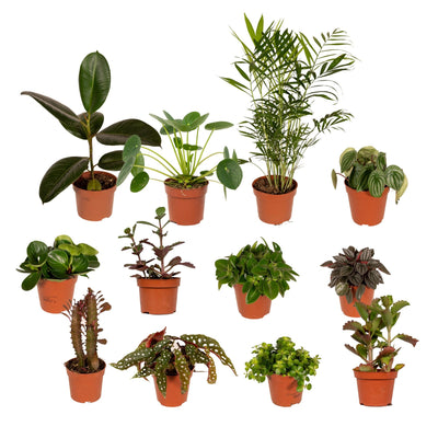 Außenseiterbox - Überraschungsbox – Mix einzigartiger Pflanzen - 8 - 12 Pflanzen pro Set - Green Guardia - Ihr Experte für Schädlinge und Pflanzen