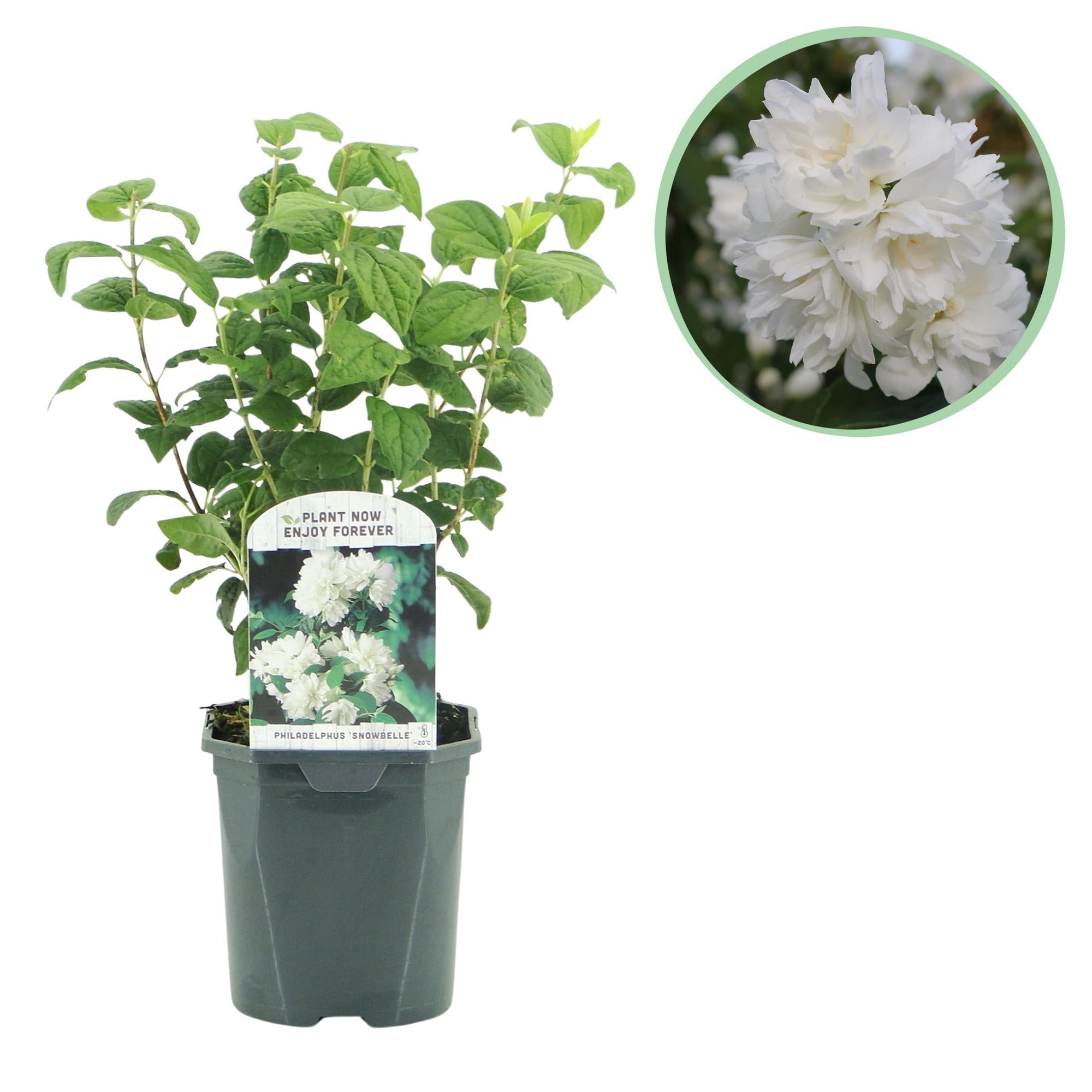 Bauernjasmin ‘Snowbelle’ – laubabwerfend, weiße Blüten, 17 - cm - Topf, 45 cm - Green Guardia - Ihr Experte für Schädlinge und Pflanzen