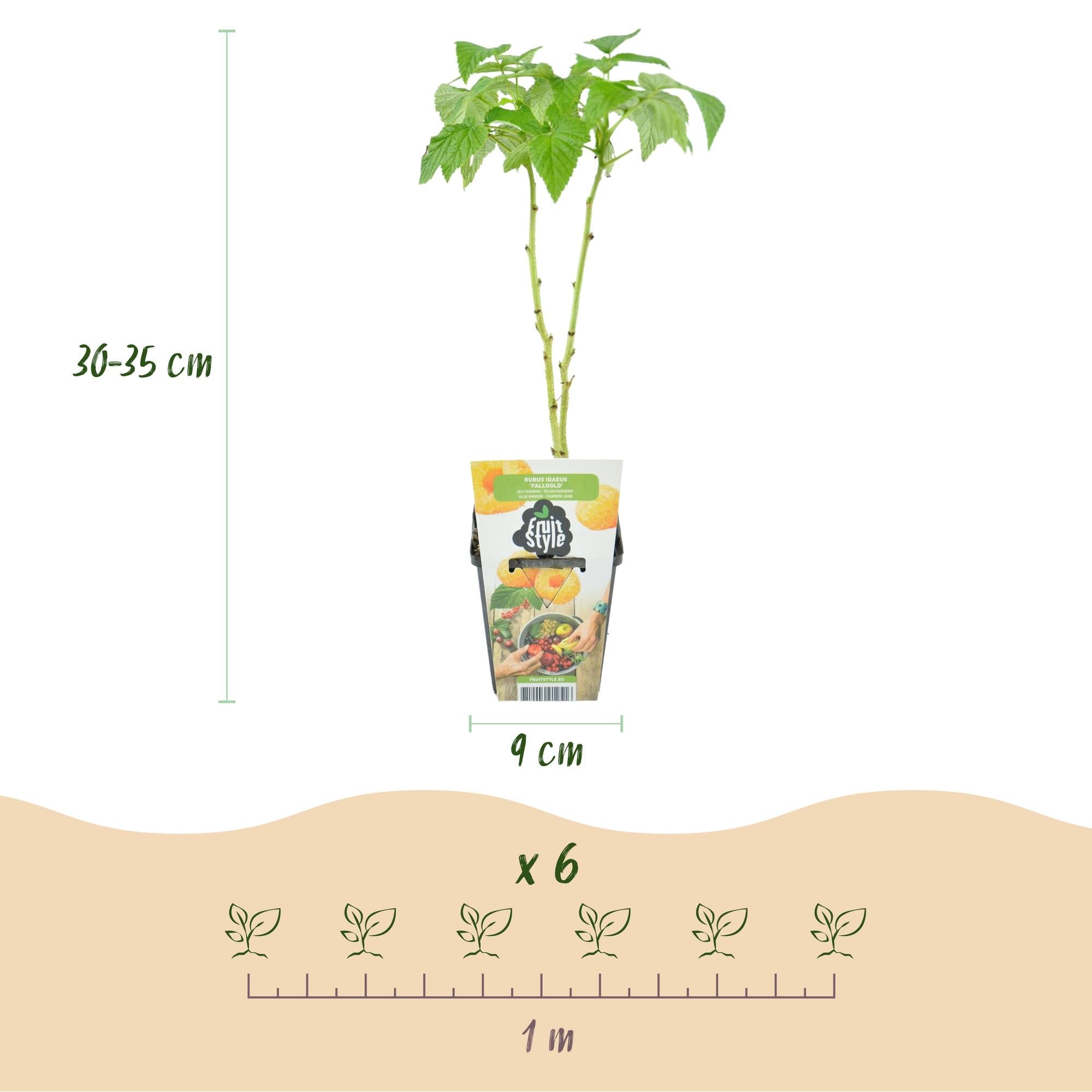 Beerenmix ‘Tricolour’ – rote Johannisbeere, gelbe Himbeere & schwarze Brombeere – winterhart – 3 Pflanzen – 9 cm Topf - Green Guardia - Ihr Experte für Schädlinge und Pflanzen
