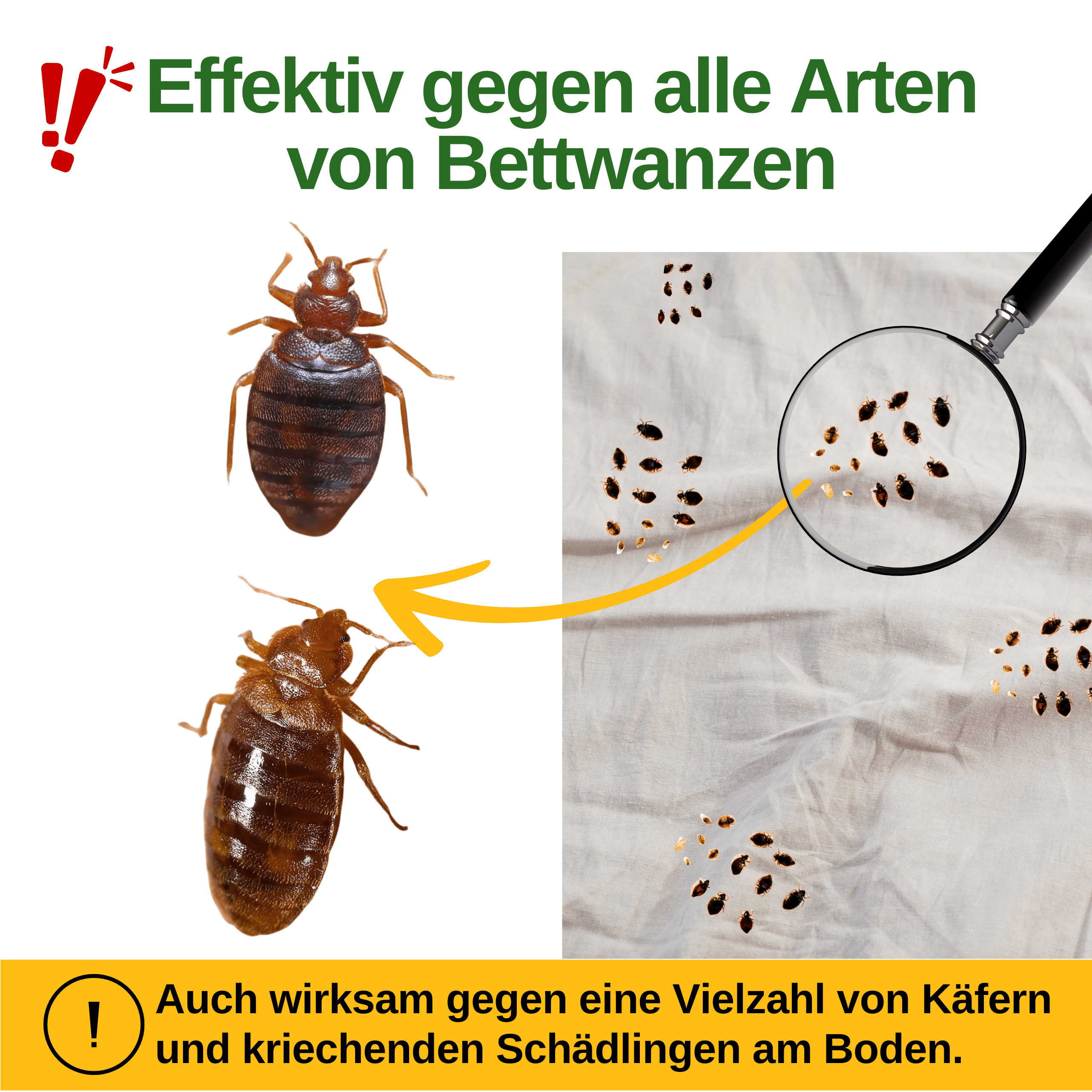 Bettwanzen Falle mit Pheromon - Lockstoff - Green Guardia - Ihr Experte für Schädlinge und Pflanzen