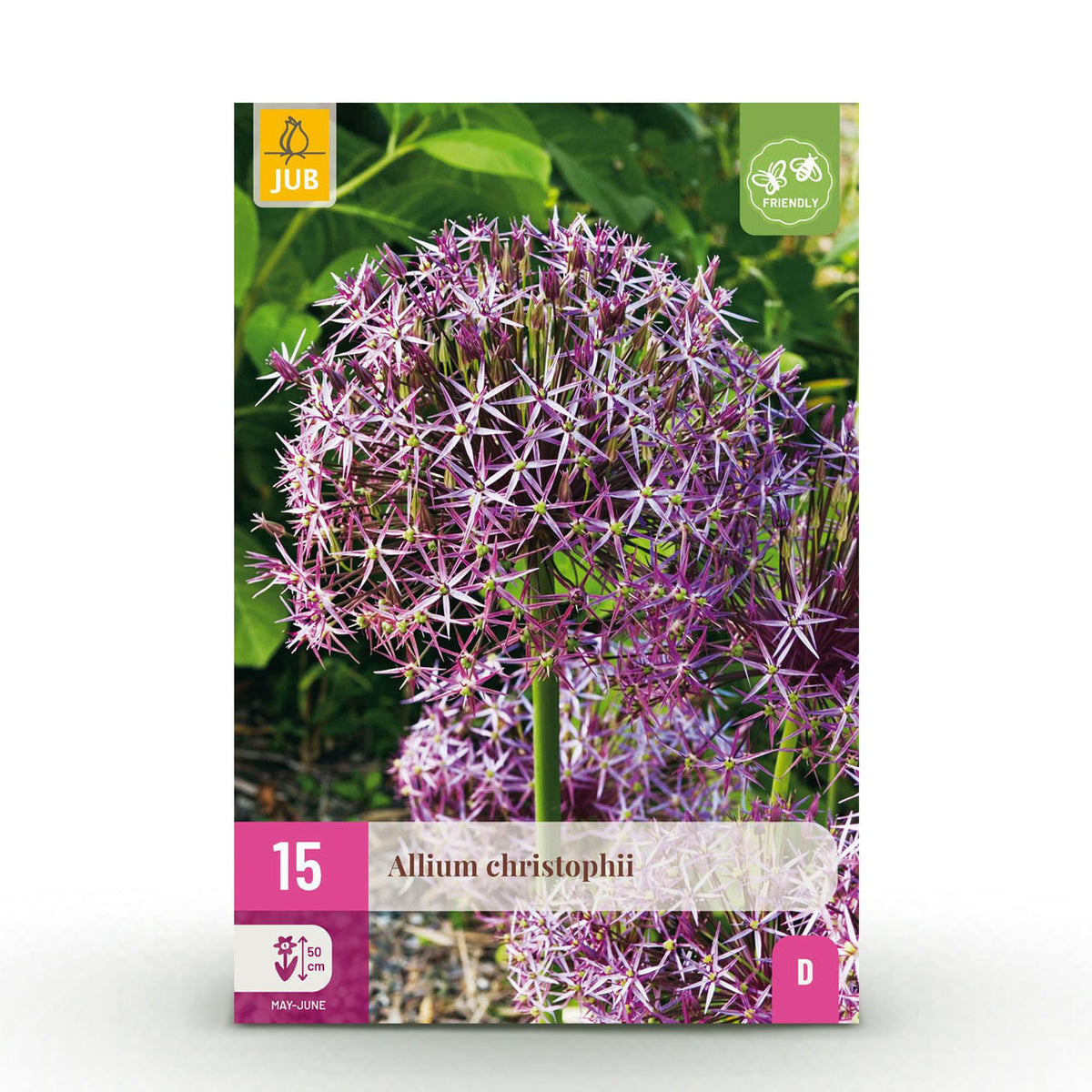 Blumenzwiebeln – Allium christophii – winterhart & mehrjährig – lila – 15 Stück – Zwiebelgröße 10/2 – XXL Pack - Green Guardia - Ihr Experte für Schädlinge und Pflanzen