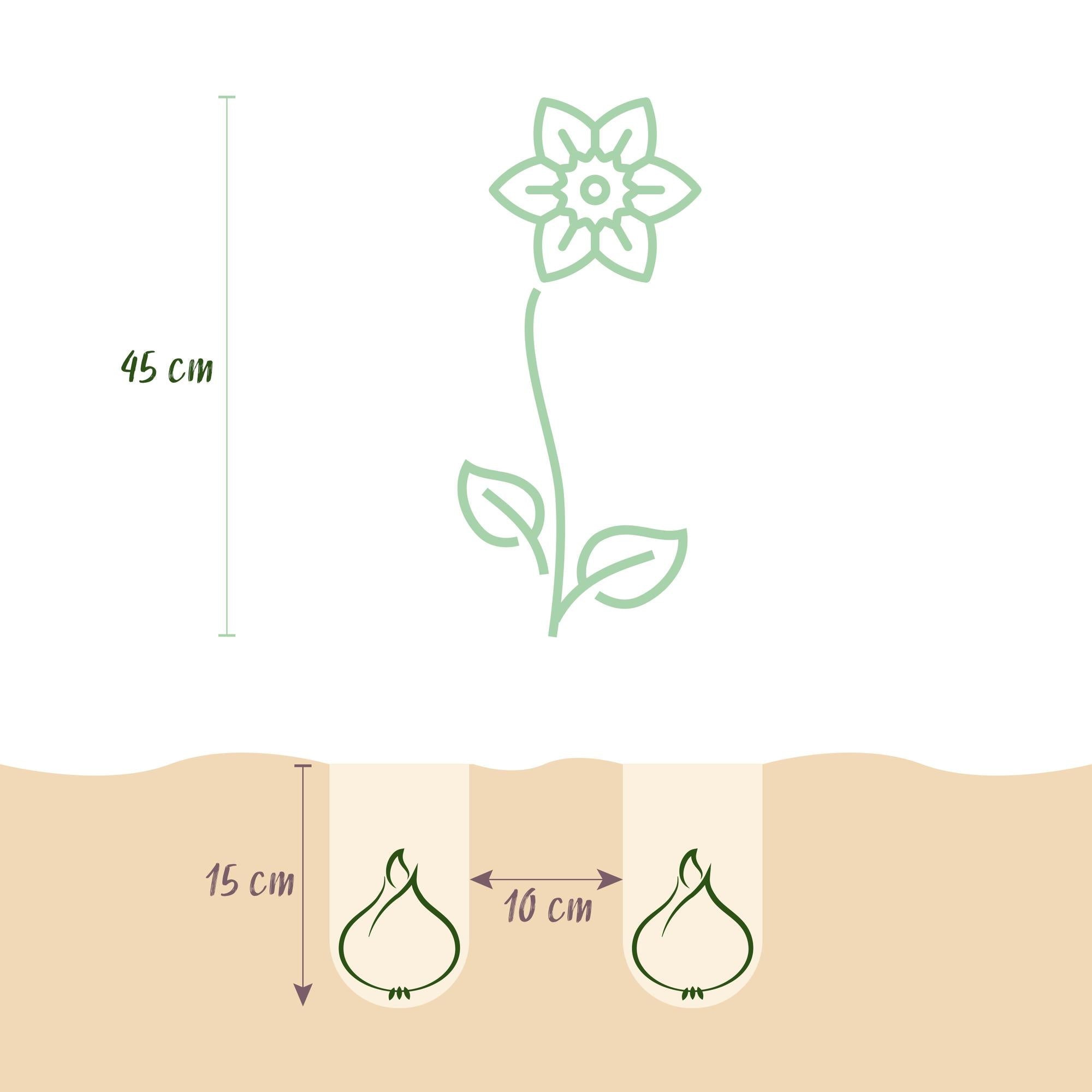 Blumenzwiebeln – Narcissus Double Mix – winterhart & mehrjährig – gelb & weiß – 10 Stück – Zwiebelgröße 12/14 – XXL Pack - Green Guardia - Ihr Experte für Schädlinge und Pflanzen