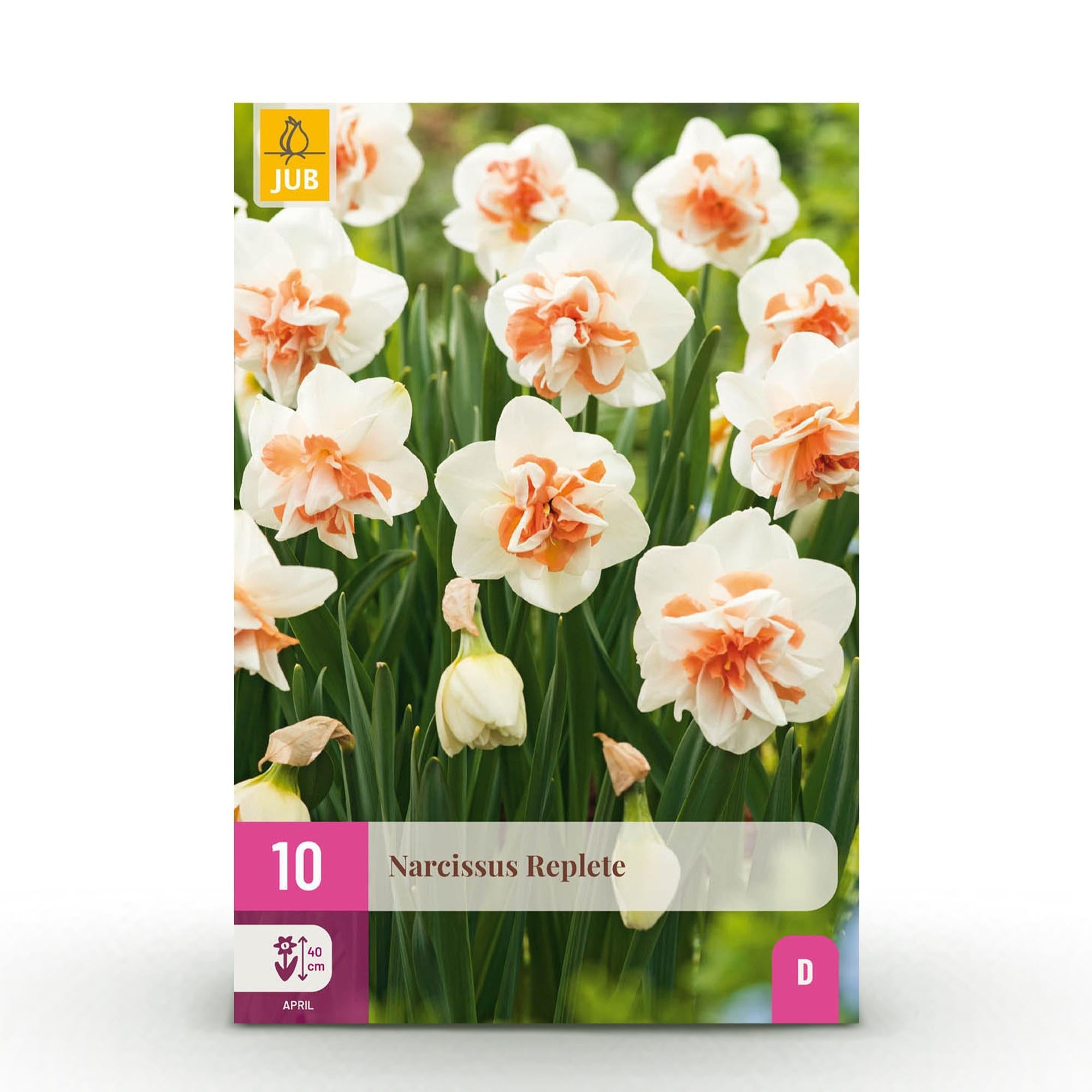 Blumenzwiebeln – Narcissus ‘Replete’ – winterhart & mehrjährig – weiß & orange – 10 Stück – Zwiebelgröße 10/12 – XXL Pack - Green Guardia - Ihr Experte für Schädlinge und Pflanzen