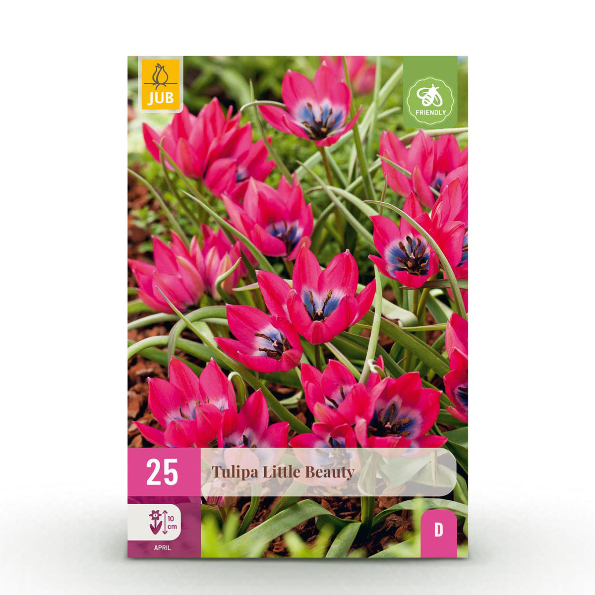 Blumenzwiebeln – Tulpe ‘Little Beauty’ – winterhart & mehrjährig – dunkelrosa – 25 Stück – Zwiebelgröße 6/7 – XXL Pack - Green Guardia - Ihr Experte für Schädlinge und Pflanzen
