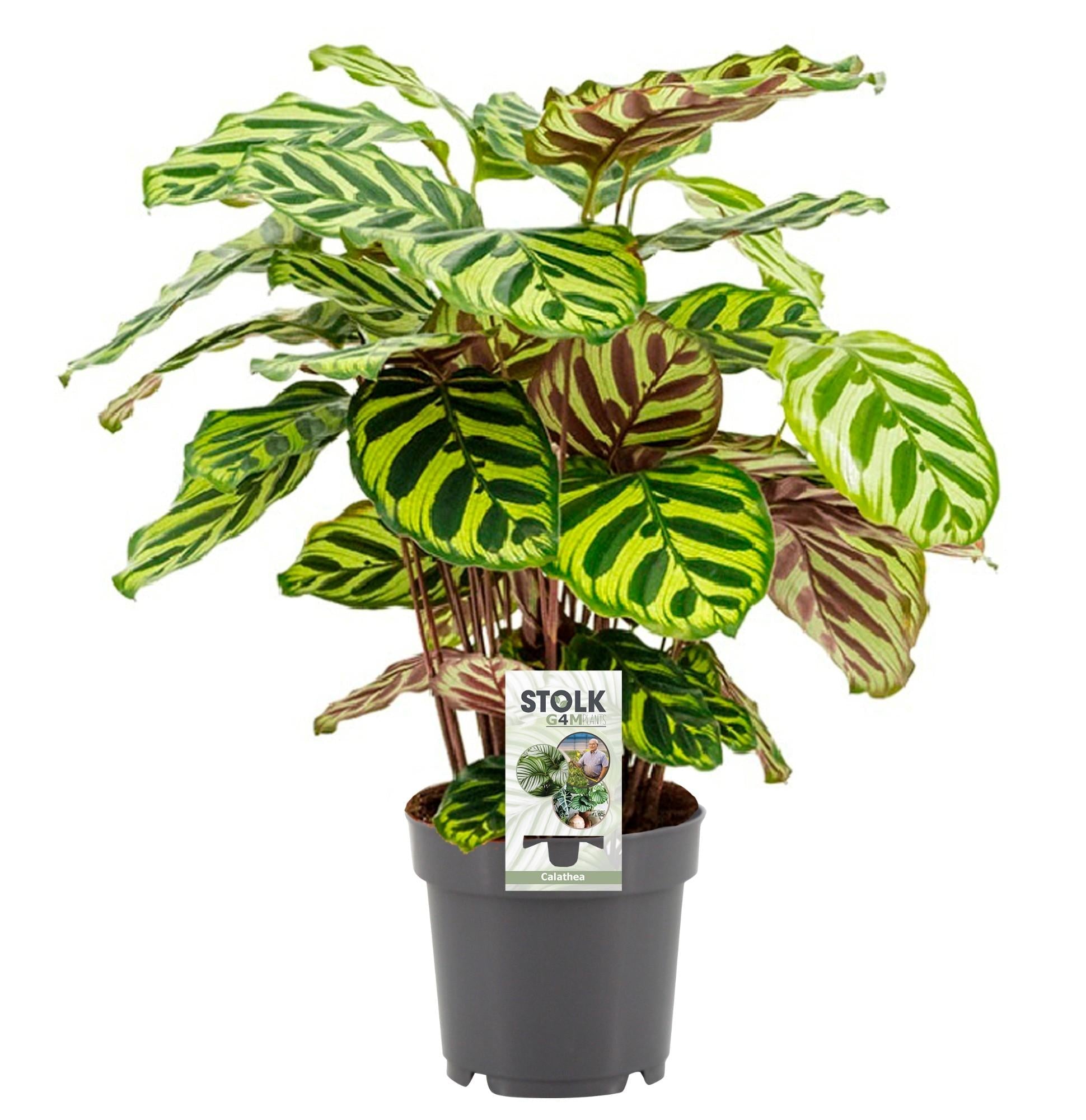 Calathea makoyana – Korbmarante – 14 cm Topf, 45 cm hoch - Green Guardia - Ihr Experte für Schädlinge und Pflanzen