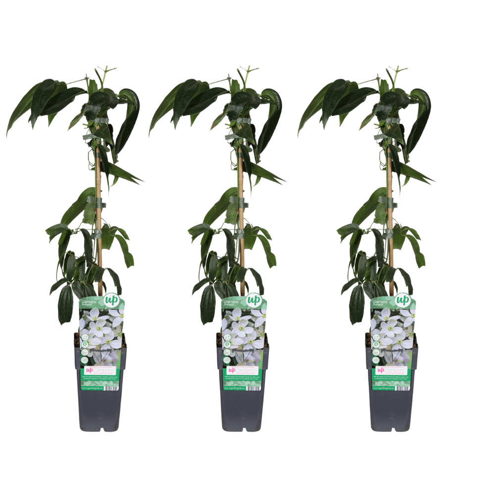 Clematis armandii – immergrüne weiße Kletterpflanze, 15 cm Topf, 65 cm Höhe - Green Guardia - Ihr Experte für Schädlinge und Pflanzen