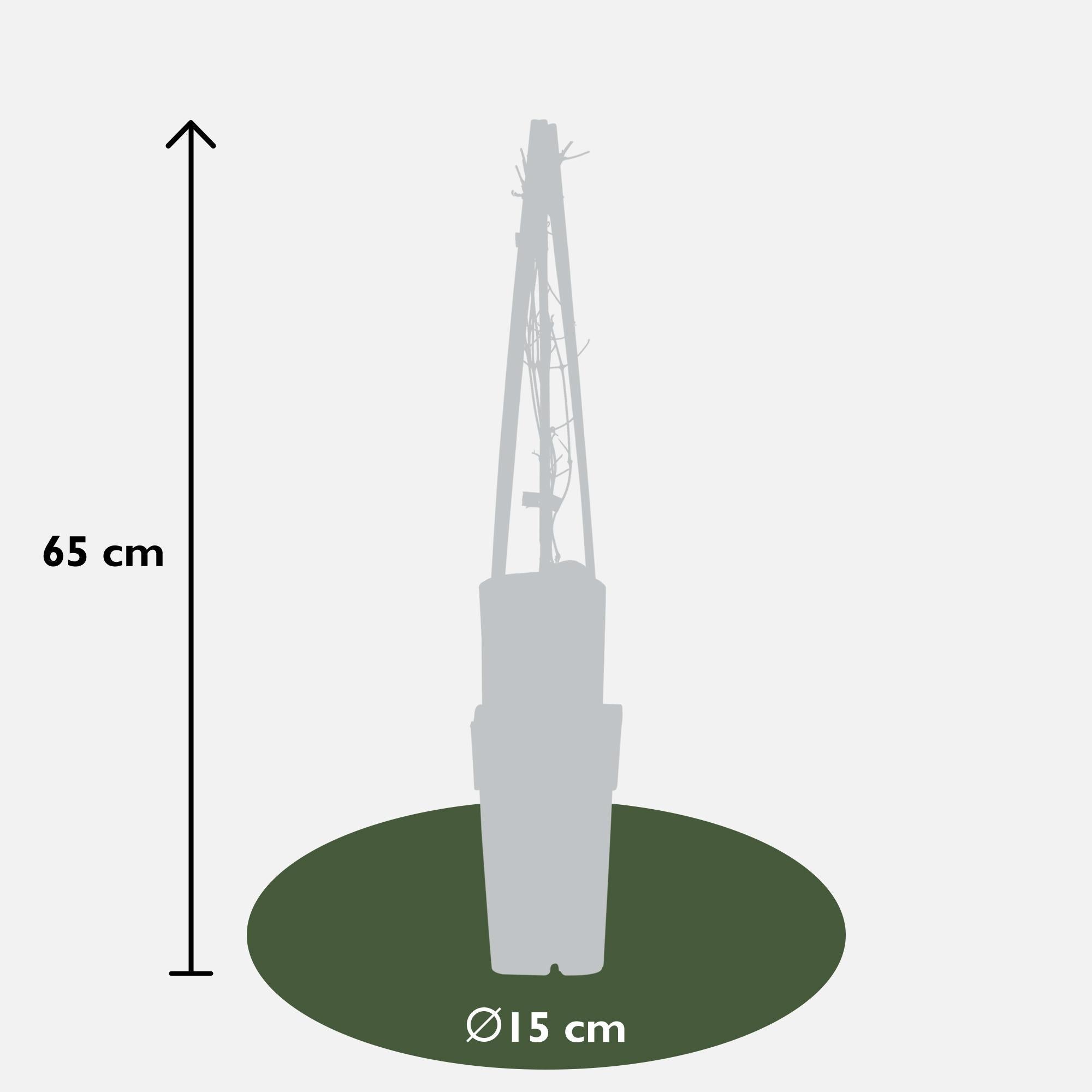 Clematis ‘Jackmanii’ – sommerblühende Waldrebe, 15 cm Topf, 65 cm Höhe - Green Guardia - Ihr Experte für Schädlinge und Pflanzen