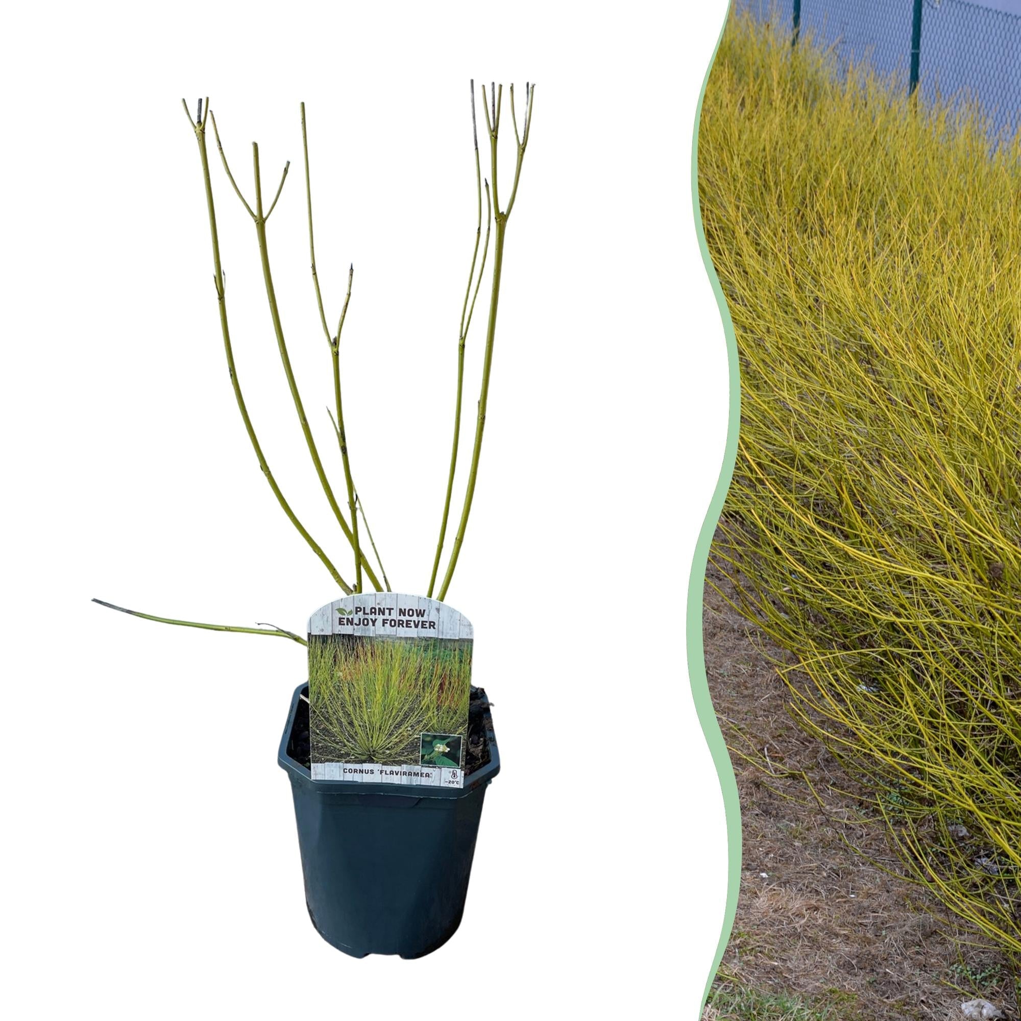 Cornus alba ‘Flaviramea’ – 1 Pflanze, grüne Zweige, Topf 17 cm, 45 cm Höhe - Green Guardia - Ihr Experte für Schädlinge und Pflanzen