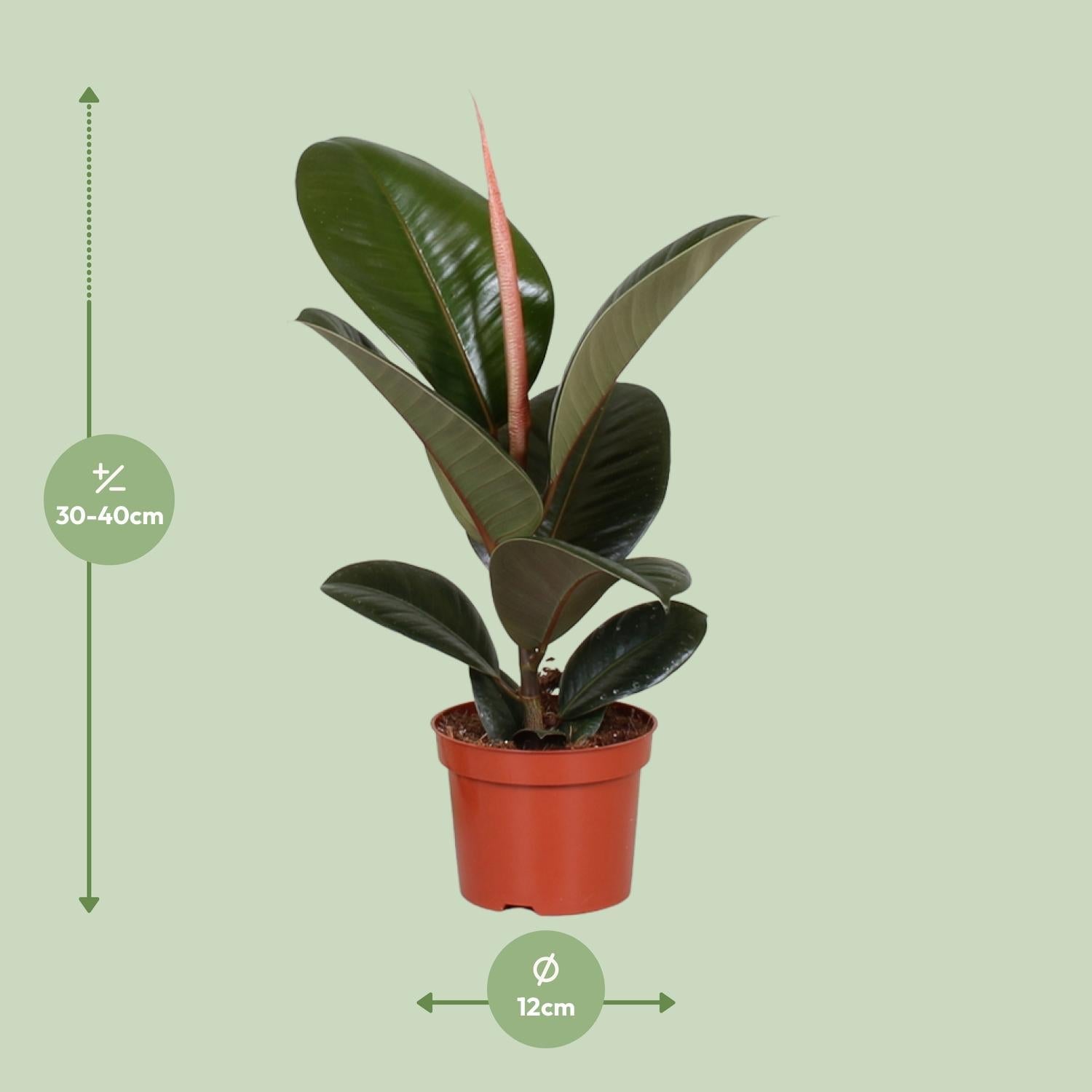 Ficus Elastica ‘Robusta’ – Gummibaum - 35 - 85 cm - Green Guardia - Ihr Experte für Schädlinge und Pflanzen