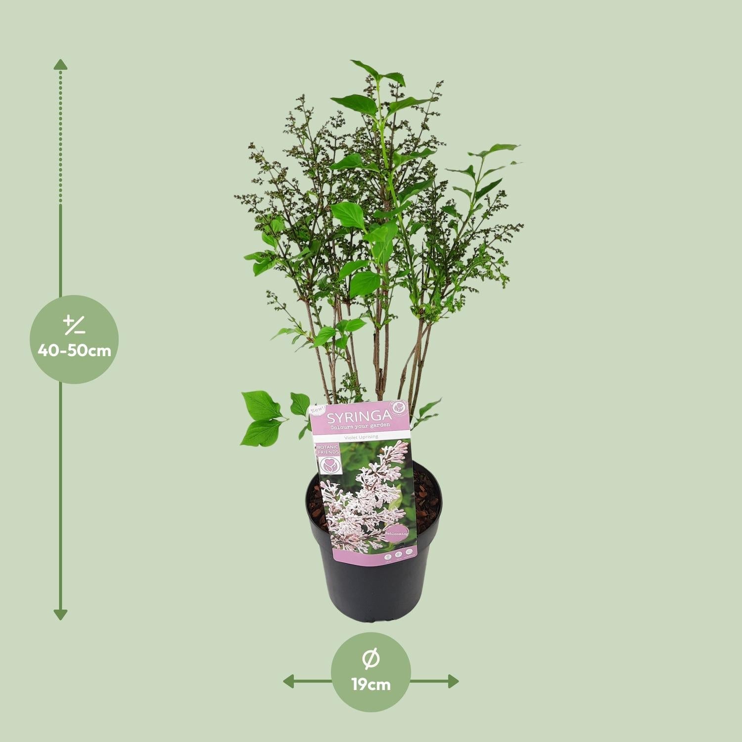 Flieder ‘Violet Uprising’ – buschiger Zierstrauch, 19 cm Topf, 35 cm hoch - Green Guardia - Ihr Experte für Schädlinge und Pflanzen