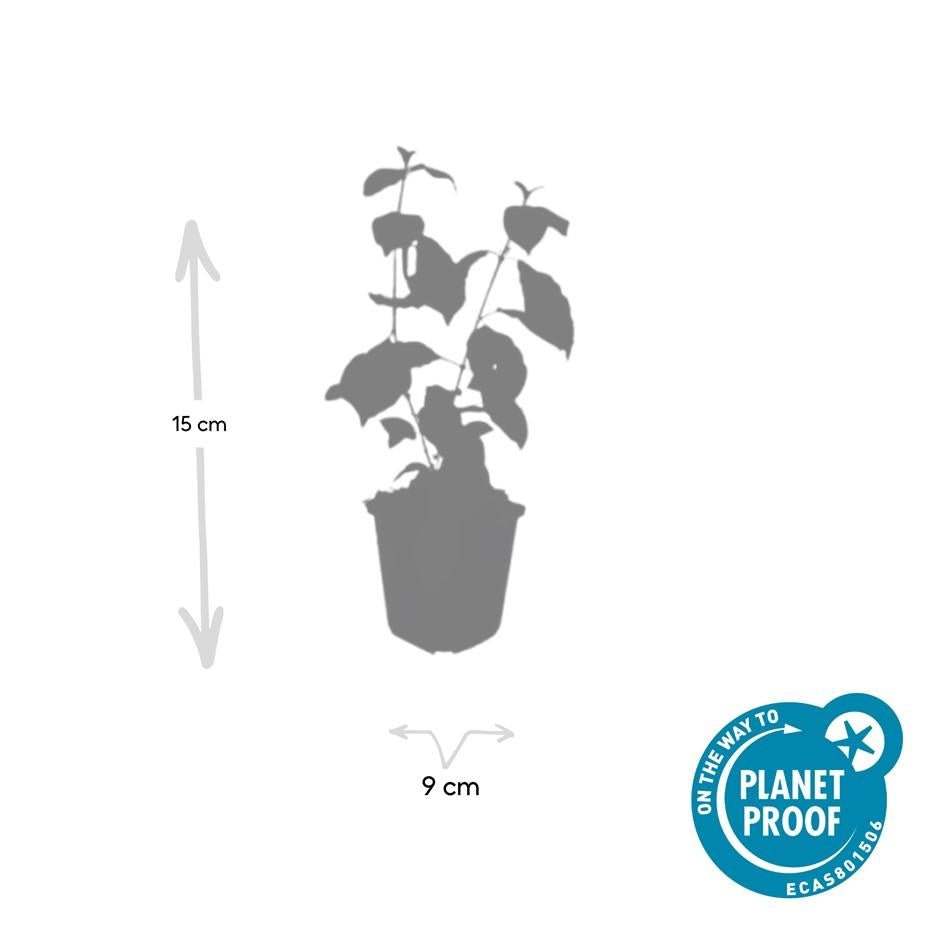 Hartriegel ‘Midwinter Fire’ – farbintensiver Zierstrauch, 9 cm Topf, 10–25 cm hoch - Green Guardia - Ihr Experte für Schädlinge und Pflanzen