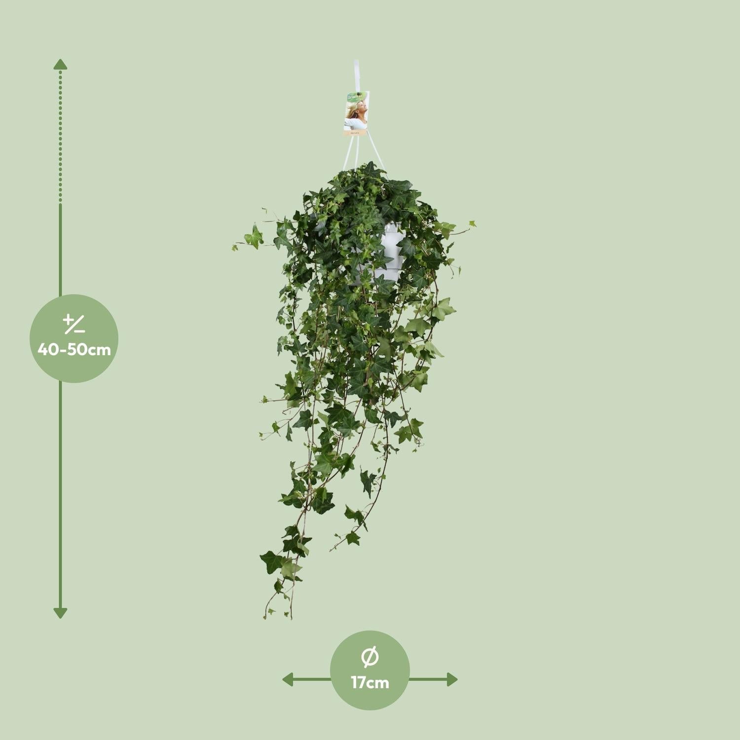 Hedera helix ‘Pitsburg’ – Efeu – Hängepflanze XXL – 17 - 24 cm Topf - Green Guardia - Ihr Experte für Schädlinge und Pflanzen