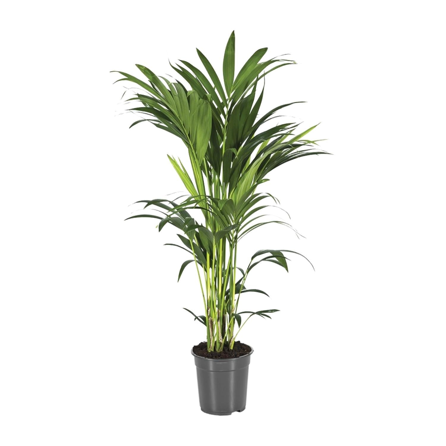 Howea forsteriana – Kentia - Palme – verschiedene Größen – ab 21 cm Topf - Green Guardia - Ihr Experte für Schädlinge und Pflanzen