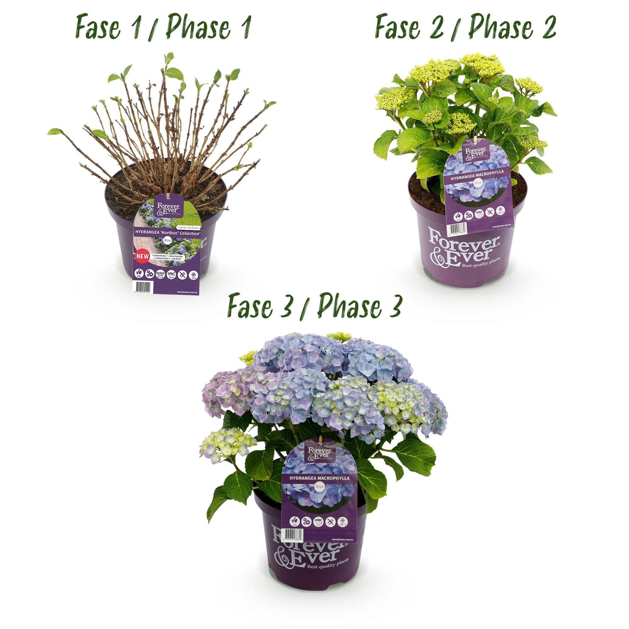 Hydrangea ‘Forever & Ever’ Blue – Hortensie, 7–12 Blüten – 23 cm Topf, 55 cm hoch - Green Guardia - Ihr Experte für Schädlinge und Pflanzen