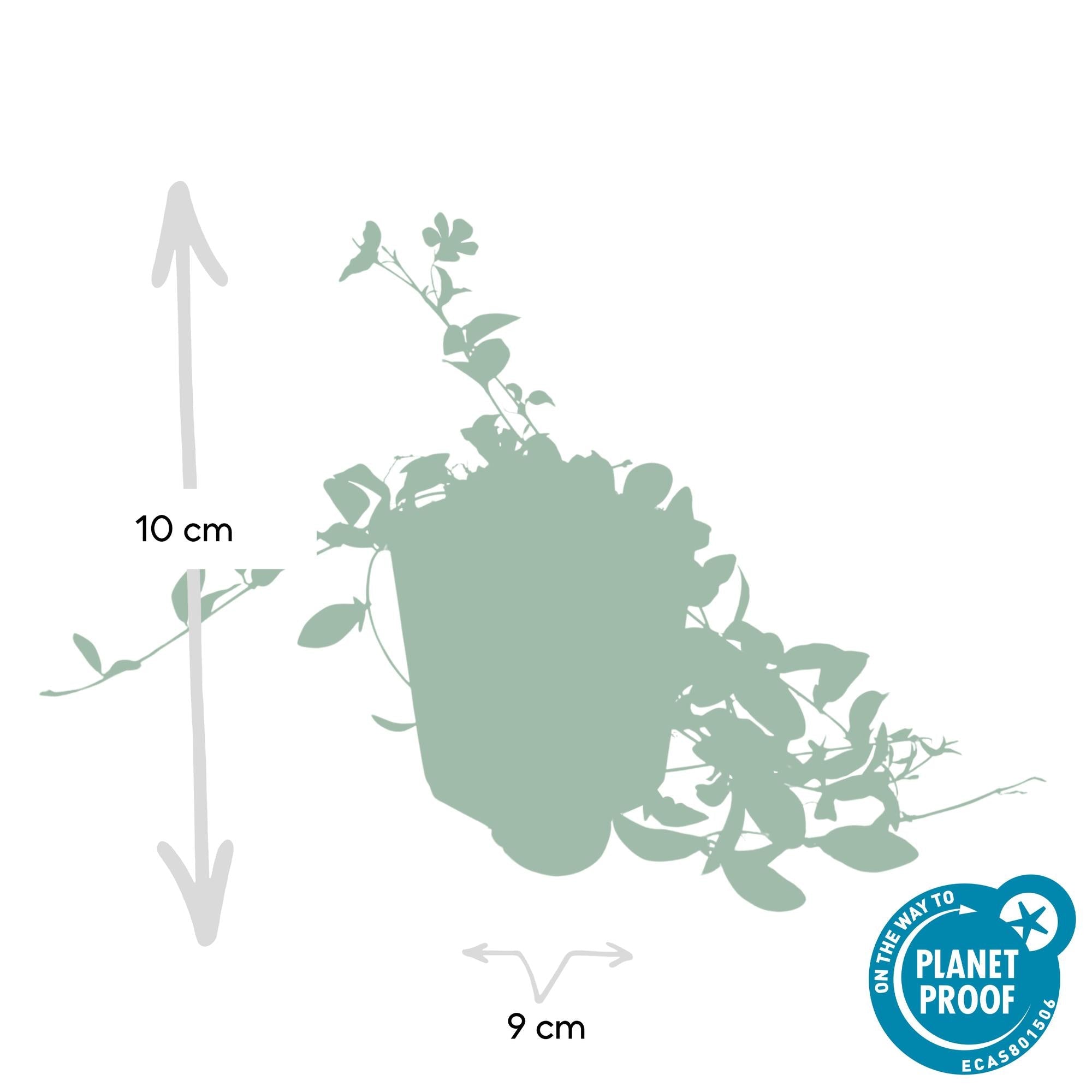 Immergrün ‘La Grave’ (Vinca minor) – 9 cm Topf, 10–25 cm Höhe - Green Guardia - Ihr Experte für Schädlinge und Pflanzen