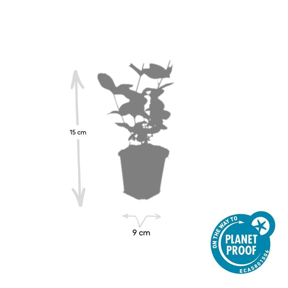 Johanniskraut ‘Beauty’ – Ziersträuchchen im 9 - cm - Topf, 10–25 cm hoch - Green Guardia - Ihr Experte für Schädlinge und Pflanzen