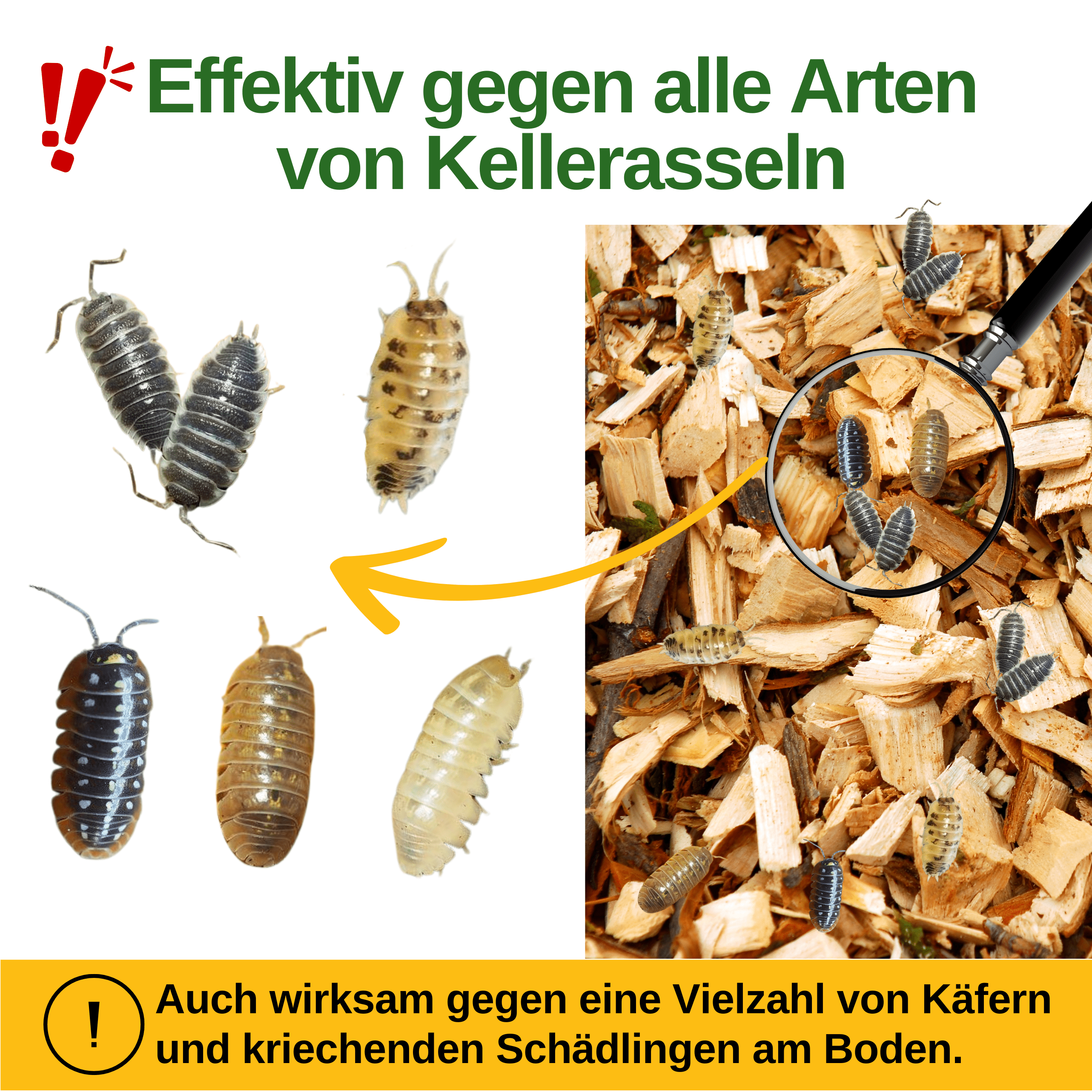 Kellerasseln Falle mit Pheromon - Lockstoff - Green Guardia - Ihr Experte für Schädlinge und Pflanzen