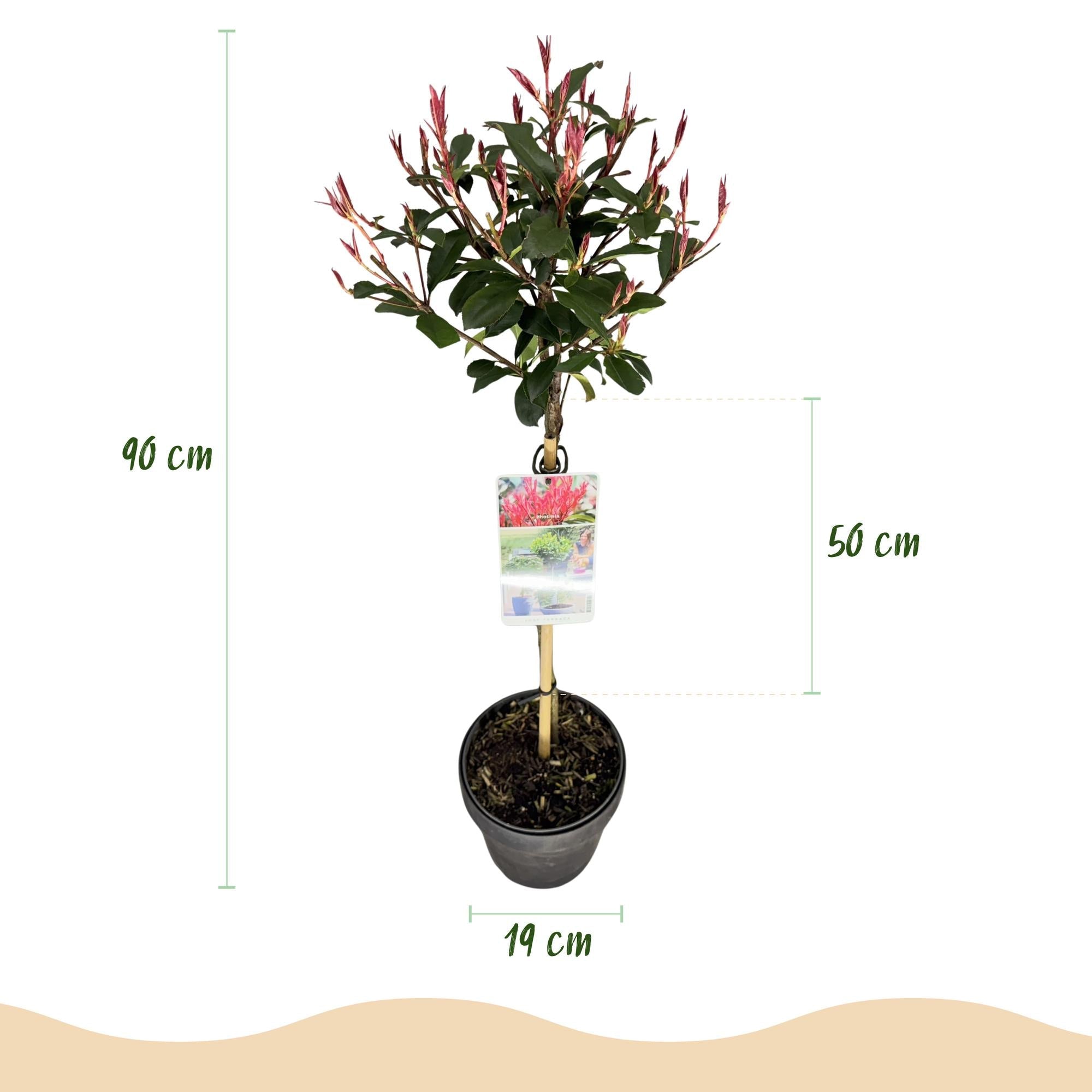 Photinia fraseri ‚Carré Rouge‘ – Terrassenpflanze – immergrün & winterhart – grün - rotes Blatt – 19 cm Topf, ca. 90 cm hoch - Green Guardia - Ihr Experte für Schädlinge und Pflanzen