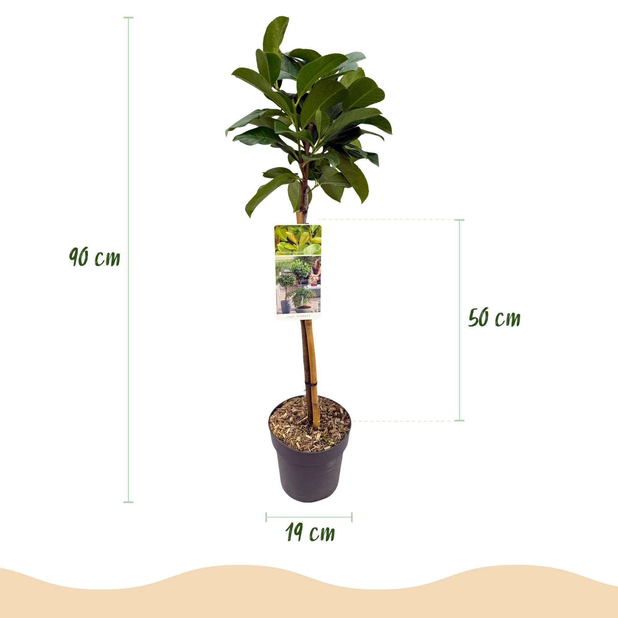 Prunus laurocerasus ‚Etna‘ – Terrassenpflanze – immergrün & winterhart – grünes Blatt – 19 cm Topf, ca. 90 cm hoch - Green Guardia - Ihr Experte für Schädlinge und Pflanzen
