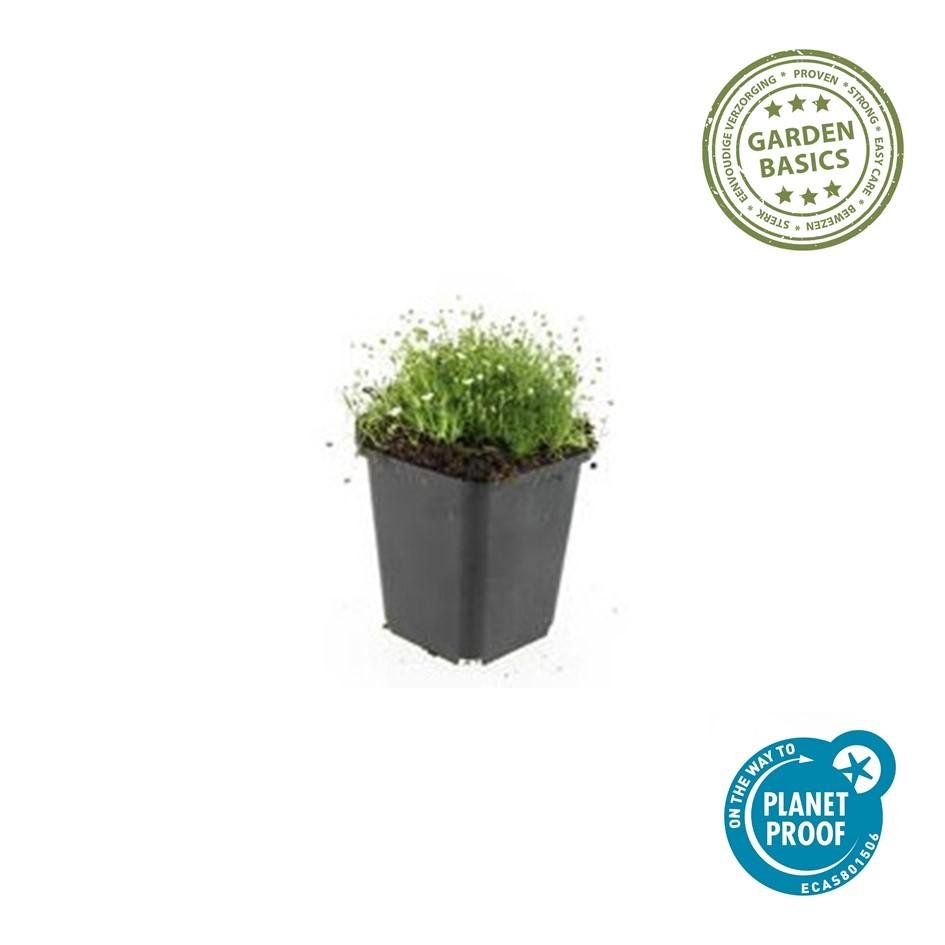 Sagina subulata – immergrünes Polsterkraut, 9 cm Topf, 10–25 cm hoch - Green Guardia - Ihr Experte für Schädlinge und Pflanzen
