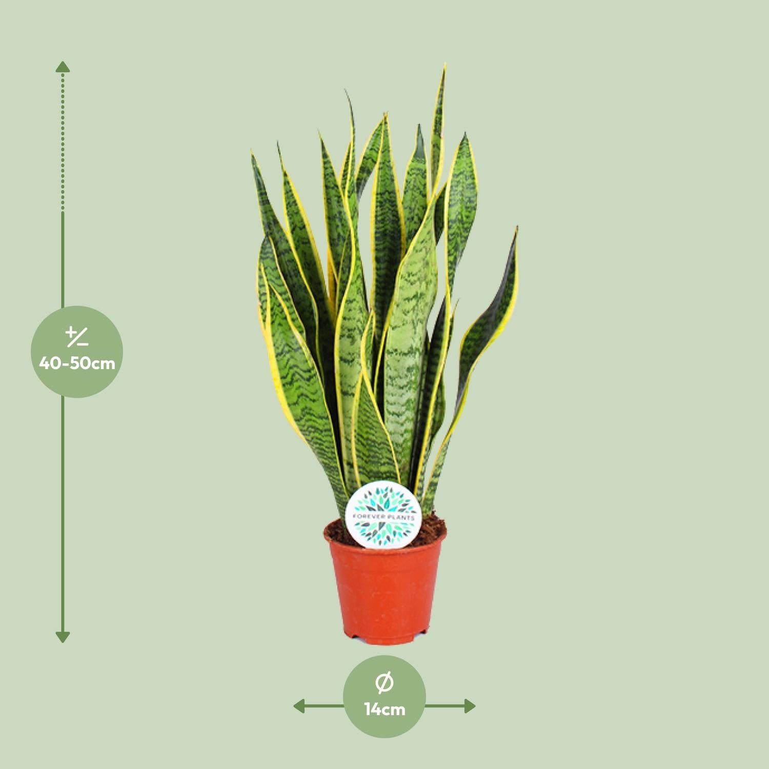 Sansevieria Trifasciata Laurentii – Bogenhanf - 40 - 84 cm - Green Guardia - Ihr Experte für Schädlinge und Pflanzen