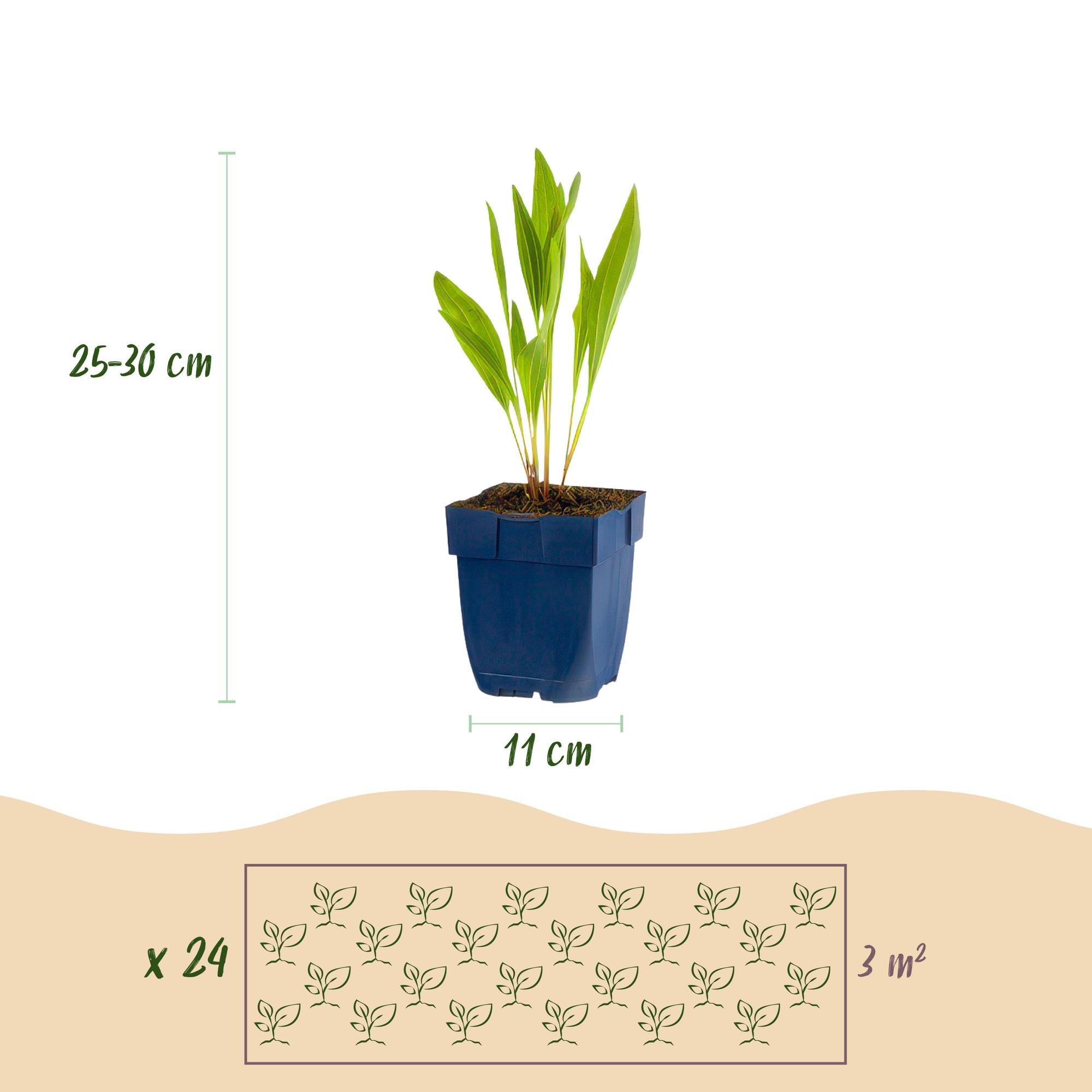 Staudenpaket – bienen - & schmetterlingsanziehend – 24 Stauden – für ca. 3 m² – verschiedene Farben – pflegeleicht – 11 cm Topf - Green Guardia - Ihr Experte für Schädlinge und Pflanzen