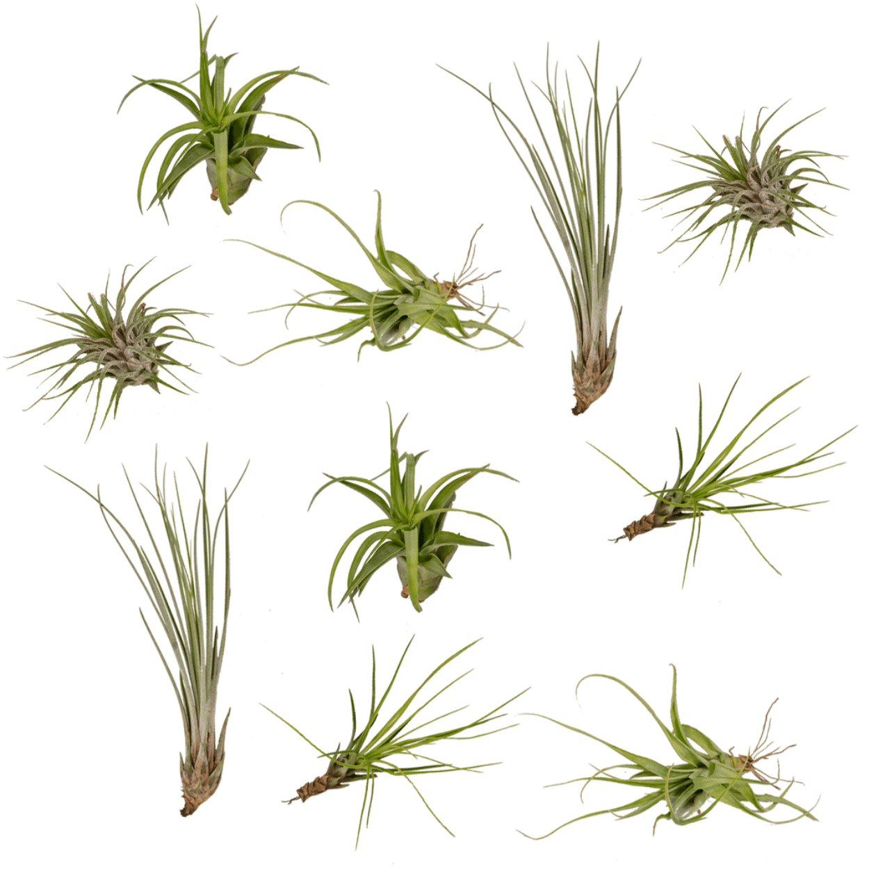 Tillandsia Air Mix – Luftpflanzen – 10 Stück – ca. 6 cm groß - Green Guardia - Ihr Experte für Schädlinge und Pflanzen
