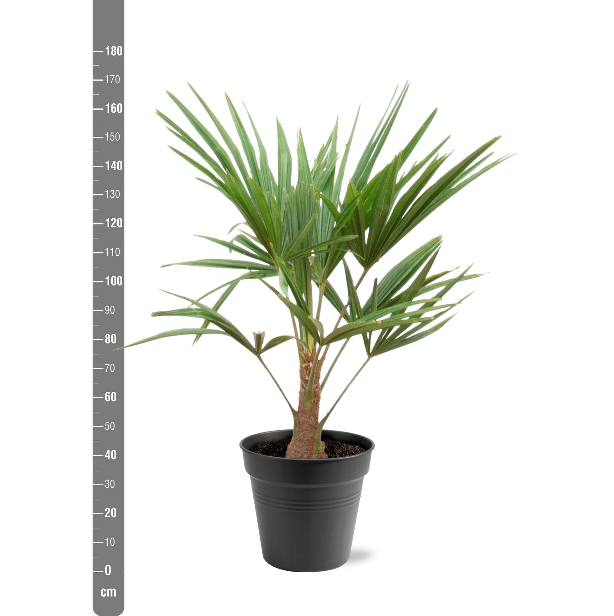Trachycarpus fortunei – robuste Winterharte Palme, 21 cm Topf, 90–100 cm Höhe - Green Guardia - Ihr Experte für Schädlinge und Pflanzen