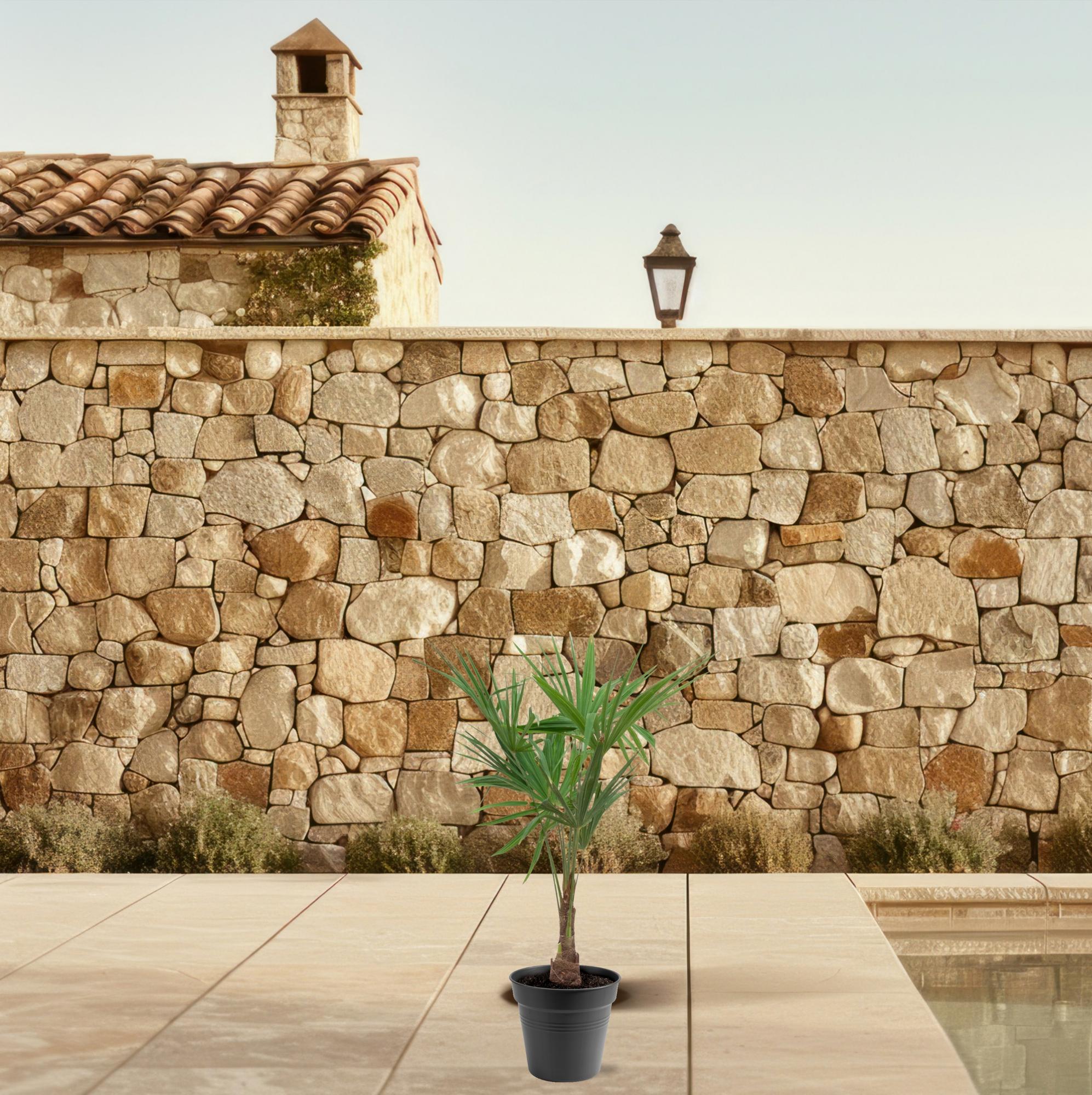 Trachycarpus fortunei – robuste Winterharte Palme, 21 cm Topf, 90–100 cm Höhe - Green Guardia - Ihr Experte für Schädlinge und Pflanzen