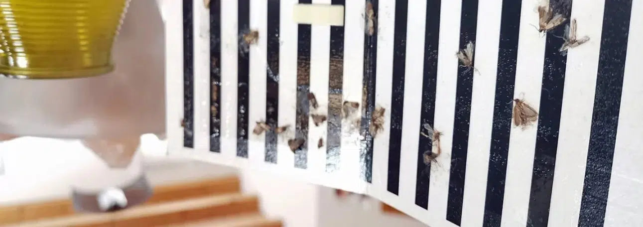 Lebensmittelmotte oder Kleidermotte erkennen – typische Anzeichen