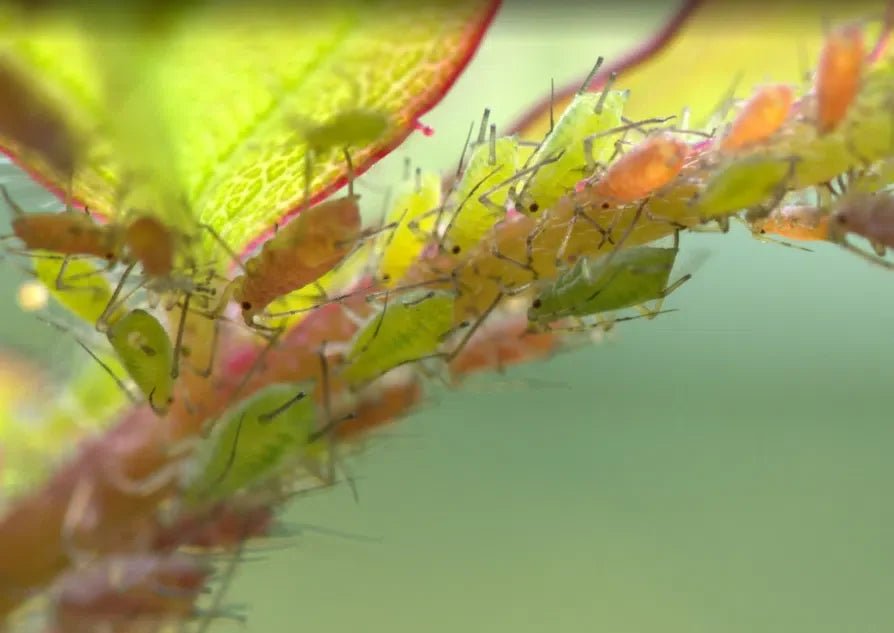 Blattläuse: Effektive natürliche Bekämpfungsmethoden für Ihren Garten - Green Guardia - Ihr Experte für Schädlinge und Pflanzen