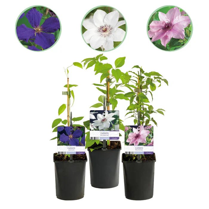 Clematis ‘Tricolour’ pflegen – Standort, Schnitt & üppige Blüten in Rosa-Weiß-Lila - Green Guardia - Ihr Experte für Schädlinge und Pflanzen