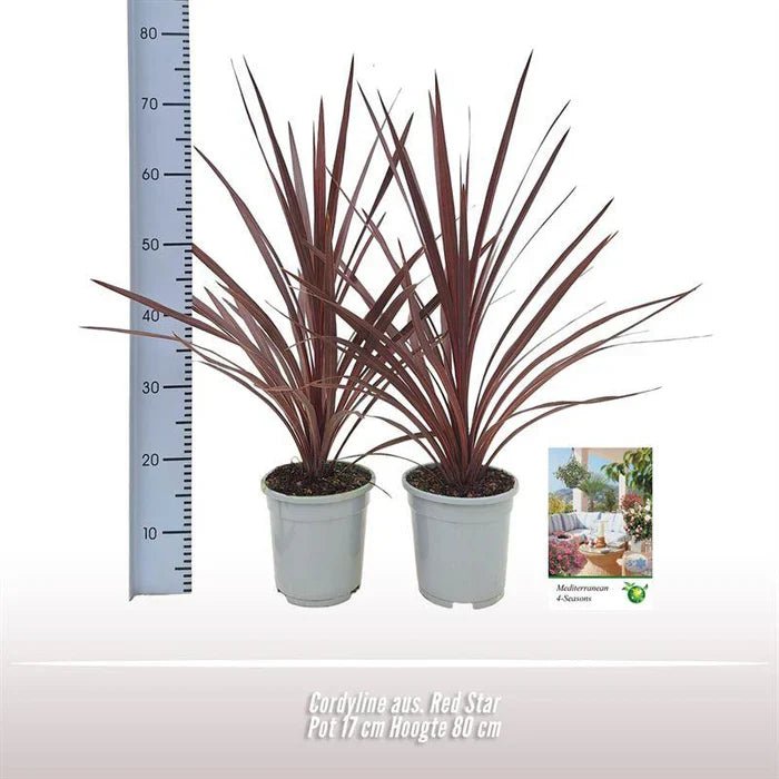 Cordyline australis ‘Red Star’ – Die rote Keulenlilie: Exotisches Highlight für Balkon und Garten - Green Guardia - Ihr Experte für Schädlinge und Pflanzen