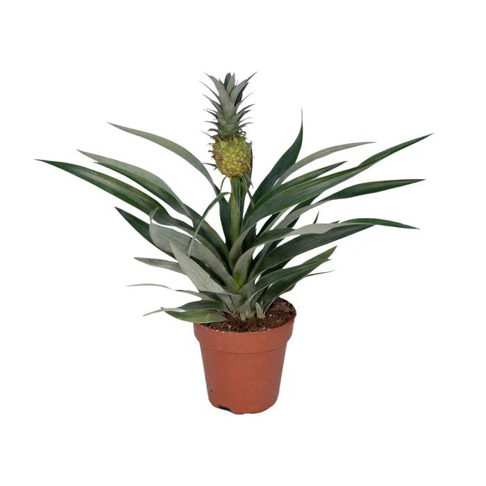 Die Zierananas – Tropen-Feeling und Exotik pur mit der Bromelia Ananas - Green Guardia - Ihr Experte für Schädlinge und Pflanzen