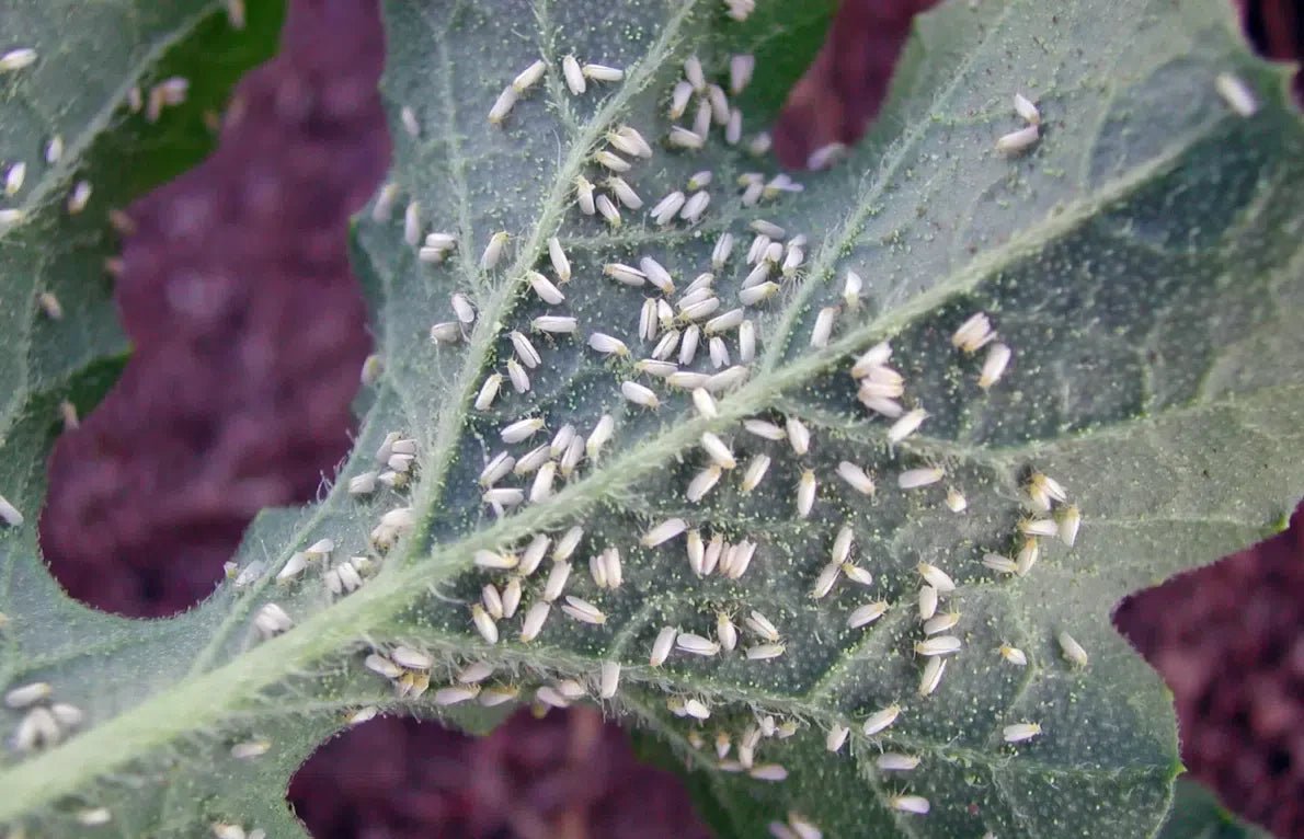 Effektive und umweltfreundliche Methoden zum Schutz vor Baumwoll-Mottenschildläusen - Green Guardia - Ihr Experte für Schädlinge und Pflanzen