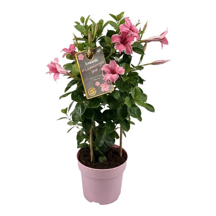 Mandevilla Sundaville Flamingo Pink: Der exotische Dauerblüher für deinen Sommerbalkon - Green Guardia - Ihr Experte für Schädlinge und Pflanzen