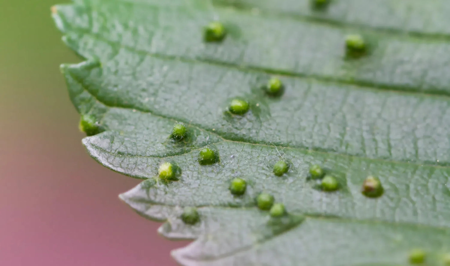 Modermilben in feuchter Blumenerde erkennen und natürlich reduzieren