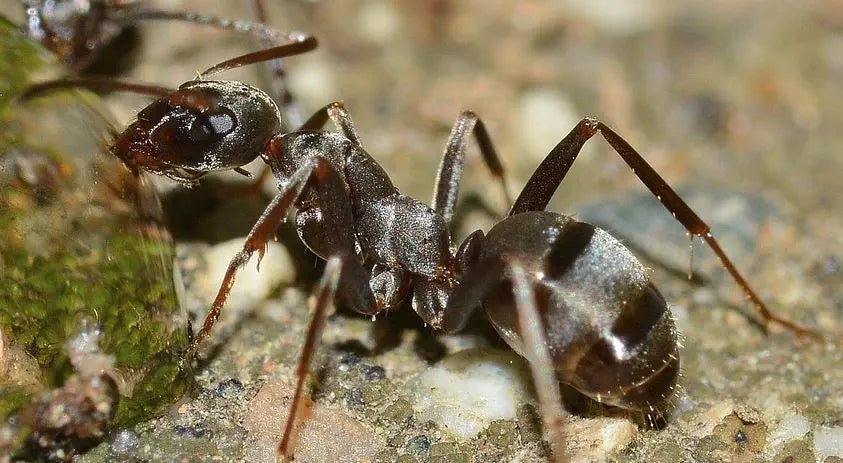 Natürlicher Schutz vor Ameisen: Nachhaltige Methoden für Haus und Garten - Green Guardia - Ihr Experte für Schädlinge und Pflanzen