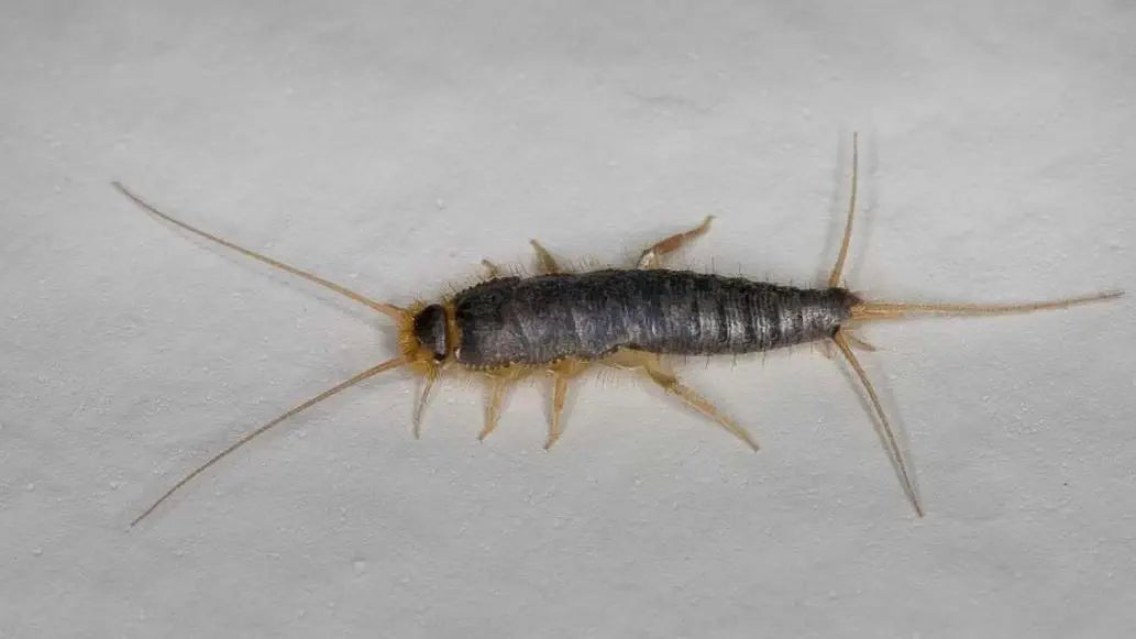 Papierfischchen natürlich stoppen: So schützen Sie Ihre Räume nachhaltig - Green Guardia - Ihr Experte für Schädlinge und Pflanzen