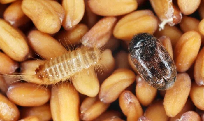 Schutz vor dem Khaprakäfer: Natürliche Methoden und effektive Vorbeugung - Green Guardia - Ihr Experte für Schädlinge und Pflanzen