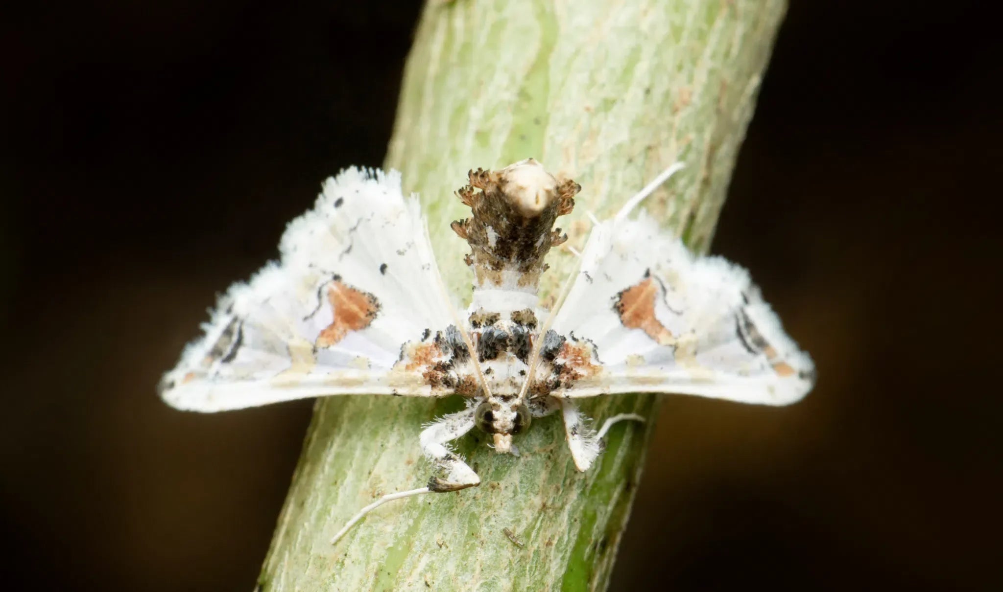 Schutz vor Pflaumenwicklern: Natürliche und umweltfreundliche Bekämpfungsmethoden - Green Guardia - Ihr Experte für Schädlinge und Pflanzen