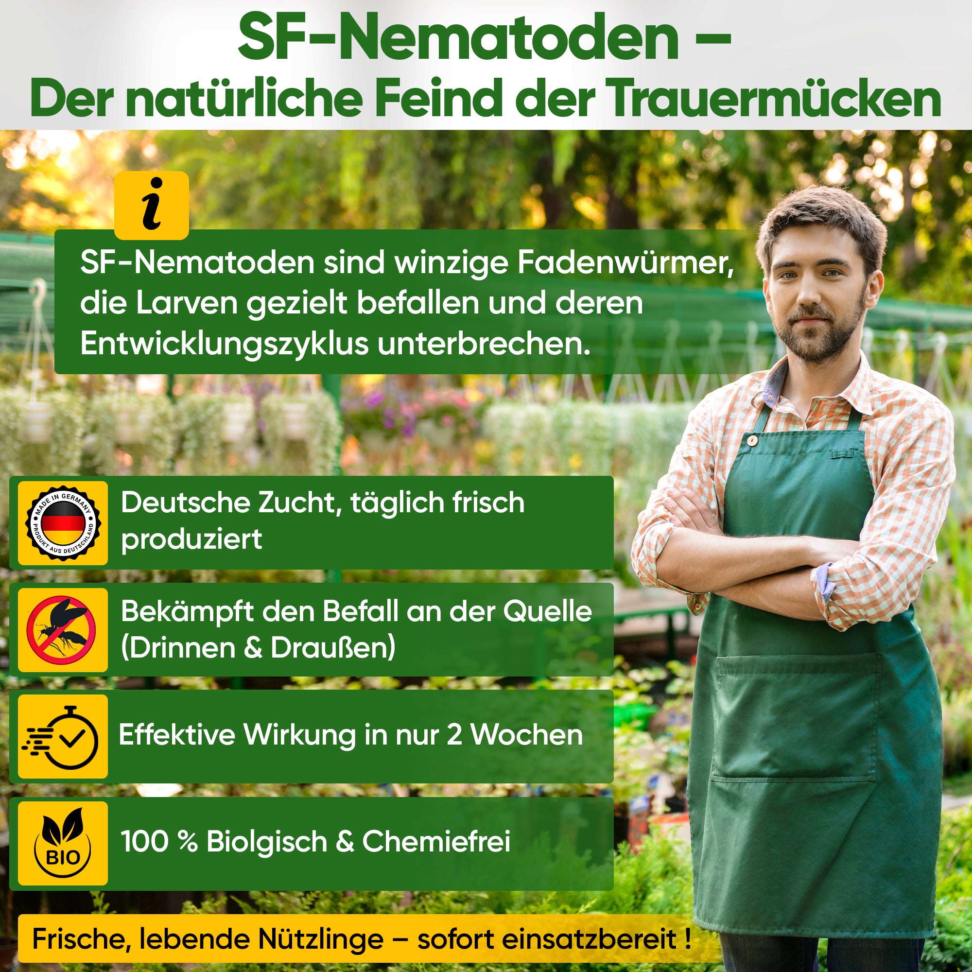 Nématodes SF contre les moucherons des champignons, les carpocapses et les fourmis 